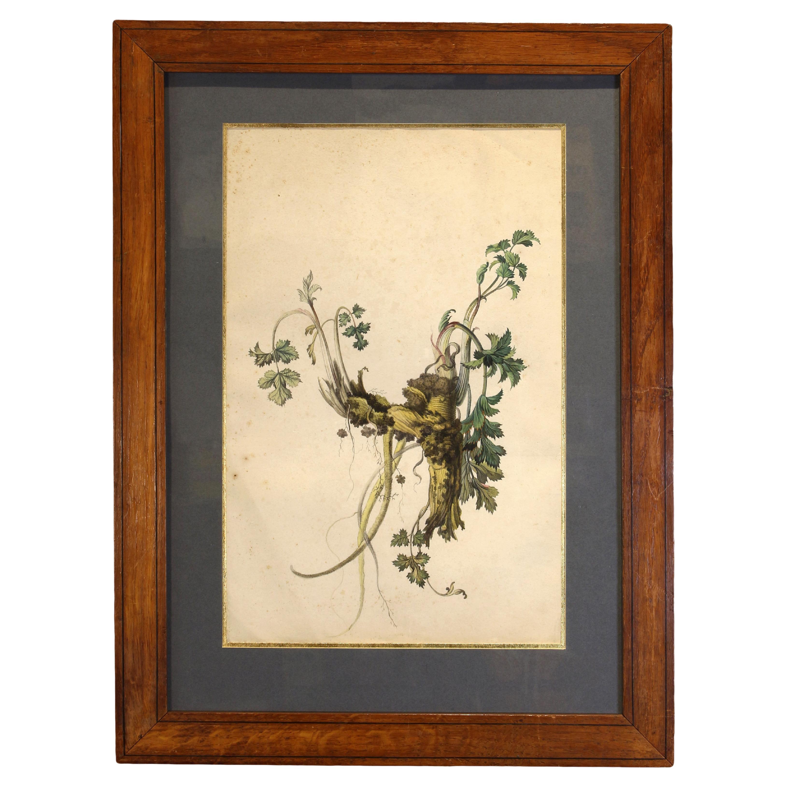 Early 19th Century French Botanical Aquarelle For Sale