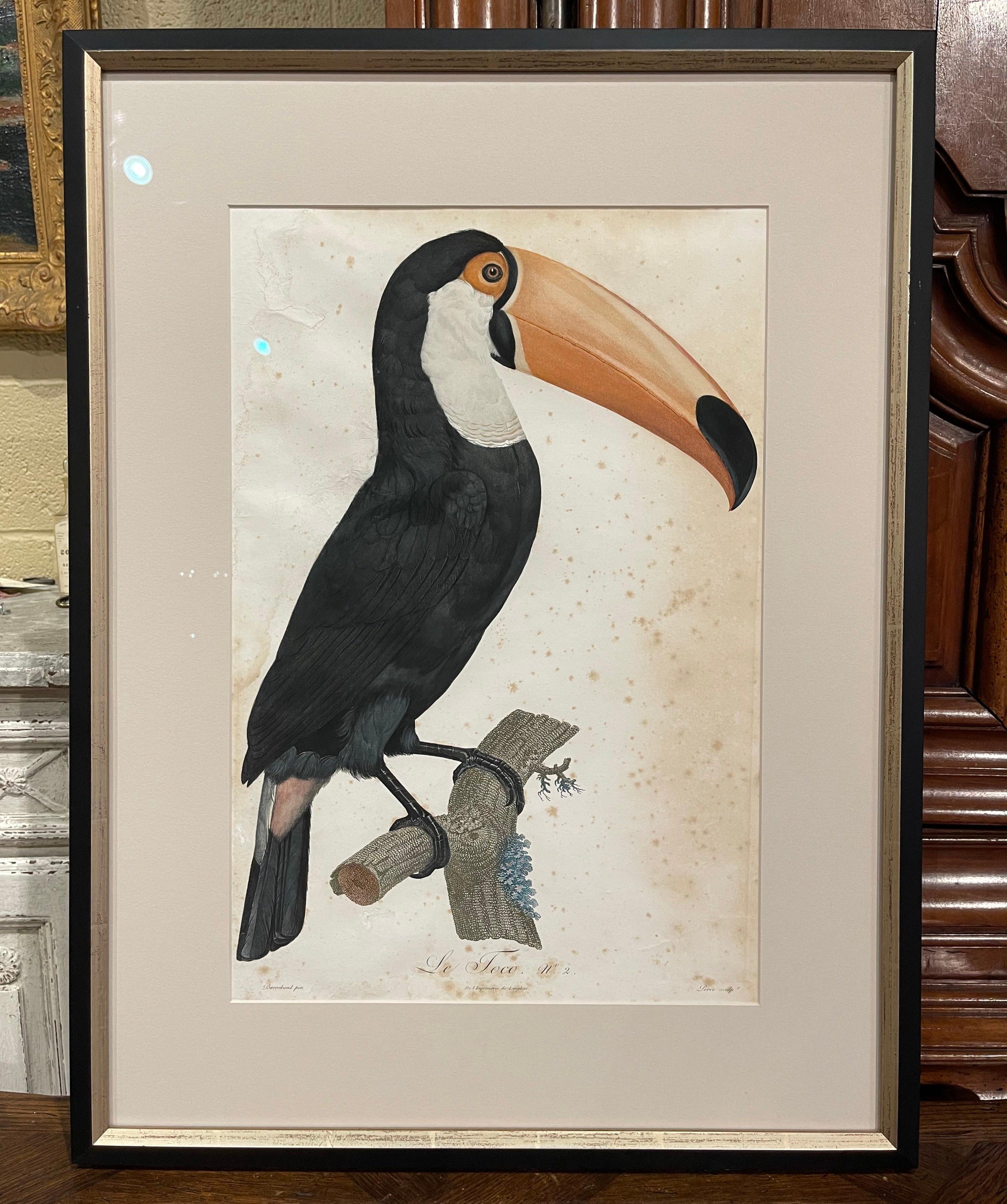 Early 19th Century French Hand Colored Toucan Engravings by Barraband, Set of 5 6