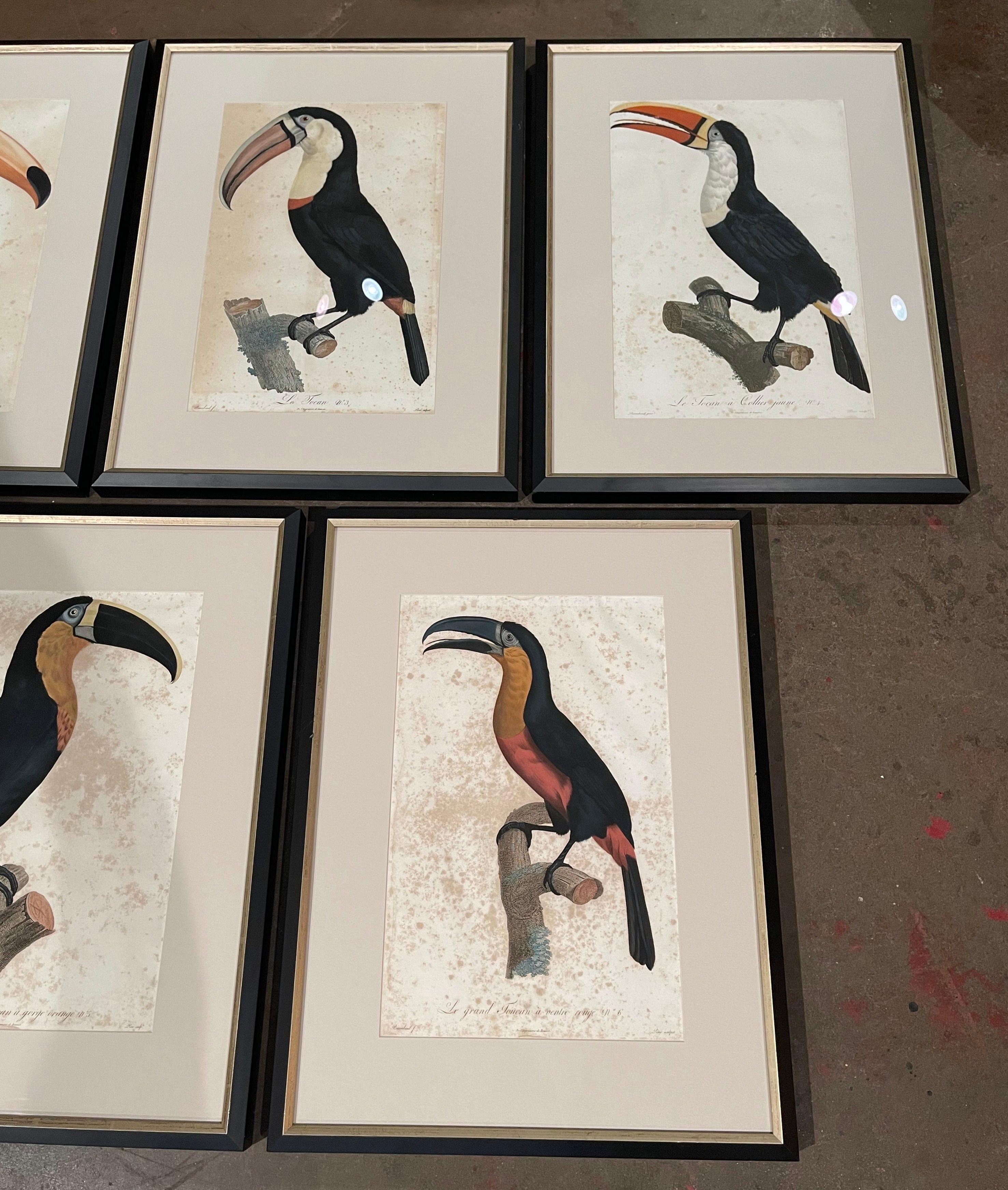 Etched Early 19th Century French Hand Colored Toucan Engravings by Barraband, Set of 5