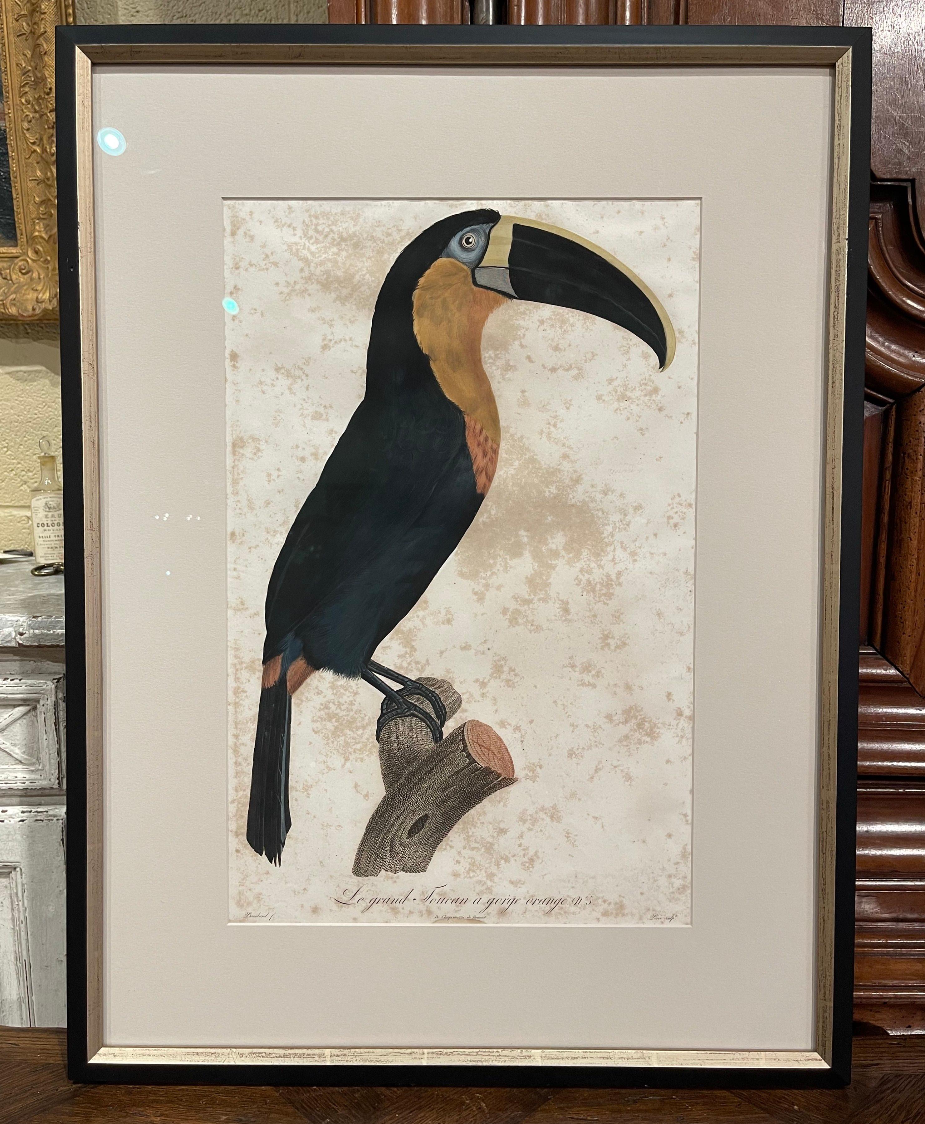 Early 19th Century French Hand Colored Toucan Engravings by Barraband, Set of 5 3