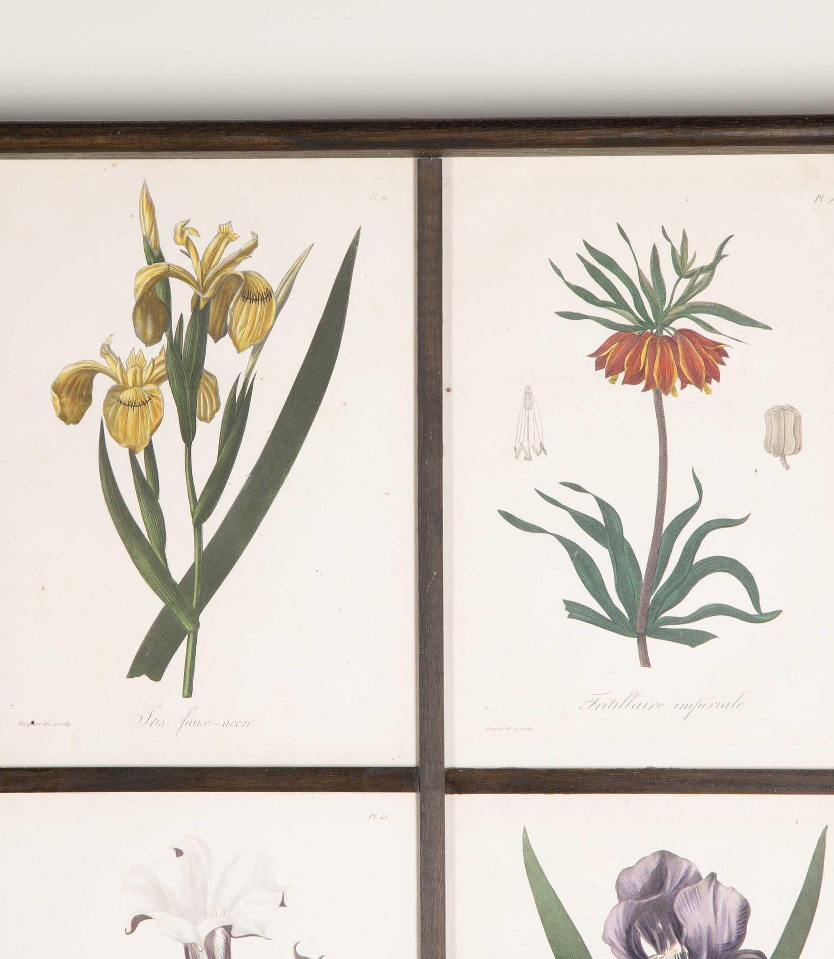 Early 19th Century French engraved and hand coloured botanical studies. 
Including Belladonna, Datura, Digitalis and Poppy from 'Phytography médicale, histoire des substances héroiques et des poisons tirés du règne vegetal, 1835 Medical
