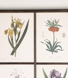 Early 19th Century French Roques Botanical Engravings