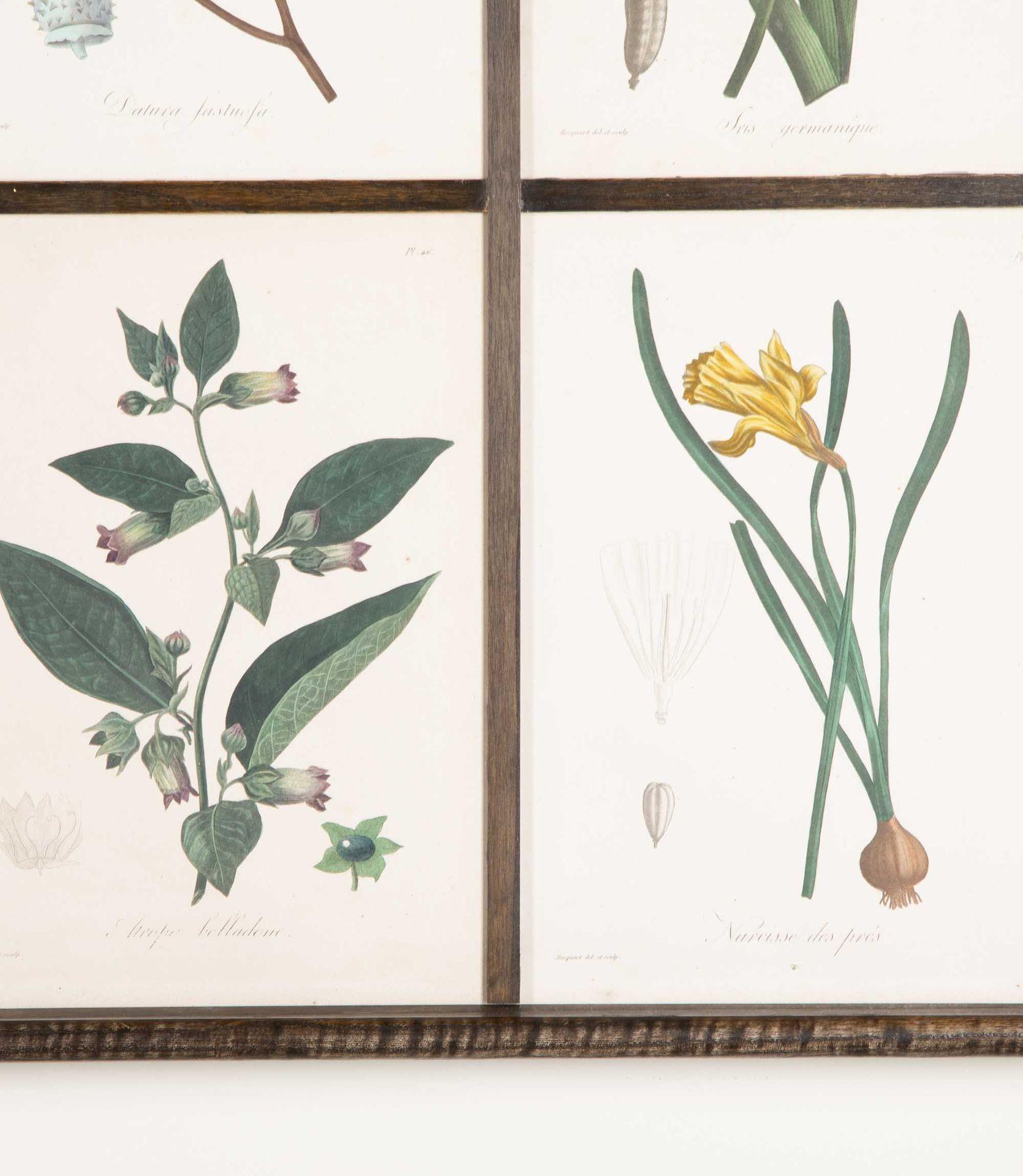 Early 19th Century French Roques Botanical Engravings (Französisch) im Angebot