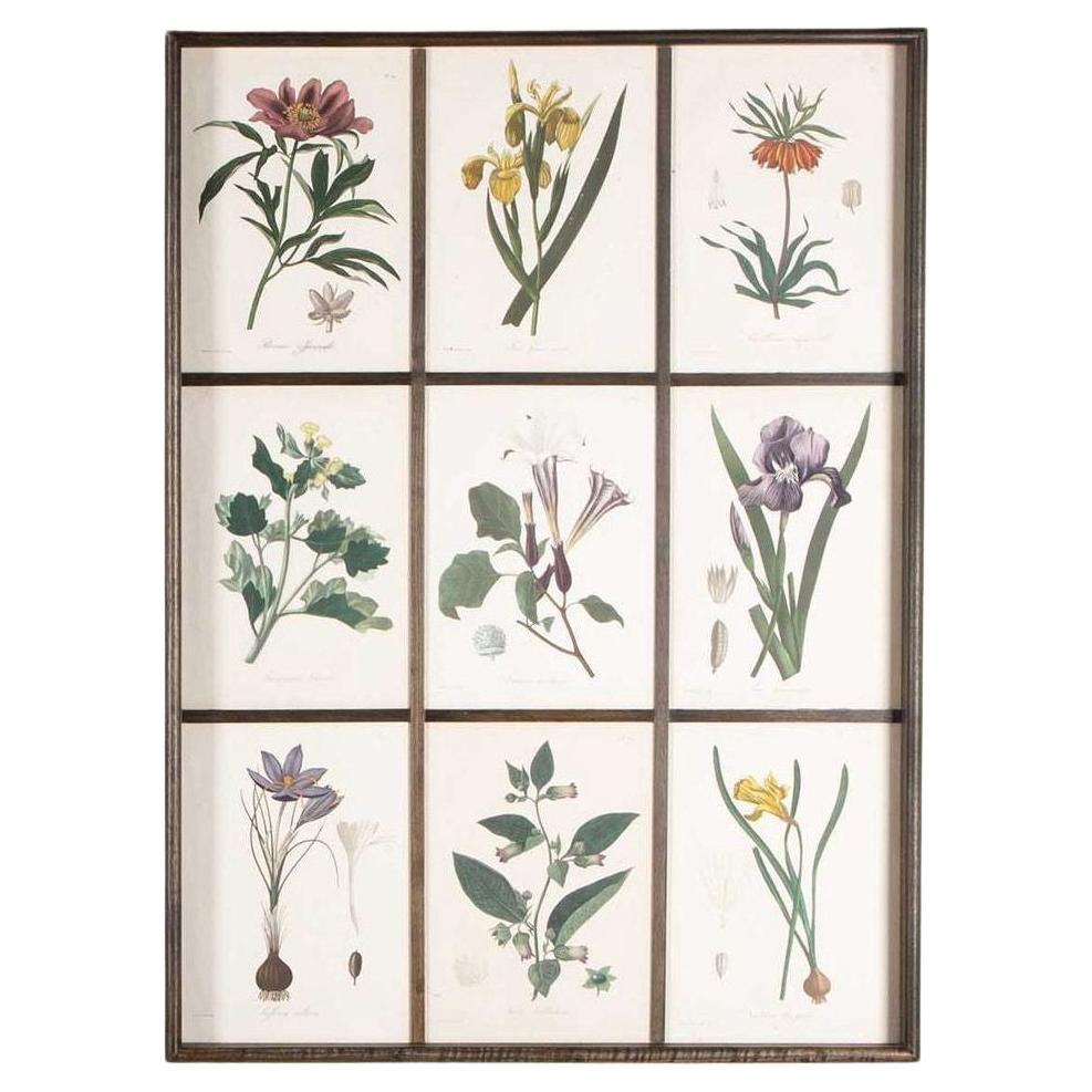 Early 19th Century French Roques Botanical Engravings