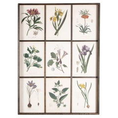 Early 19th Century French Roques Botanical Engravings