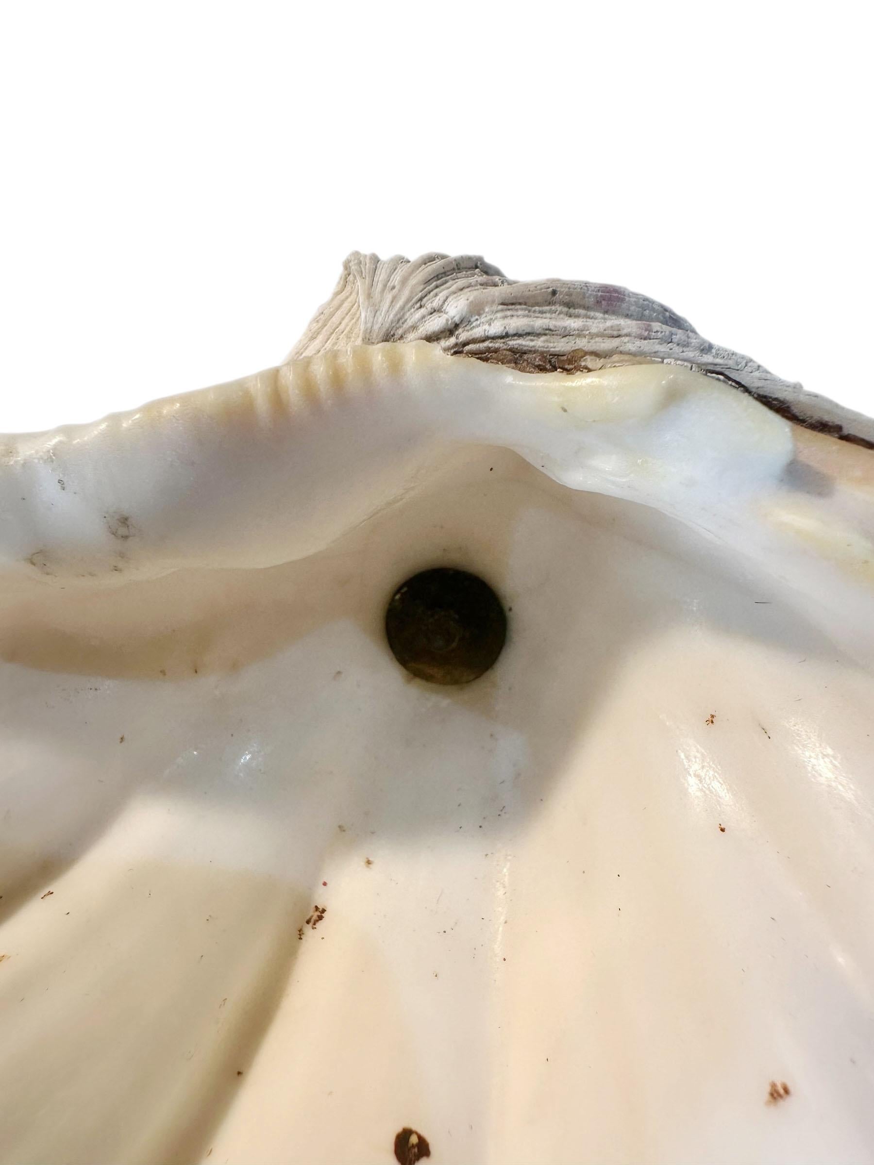 Piatto a conchiglia francese dell'inizio del XIX secolo in vendita 2