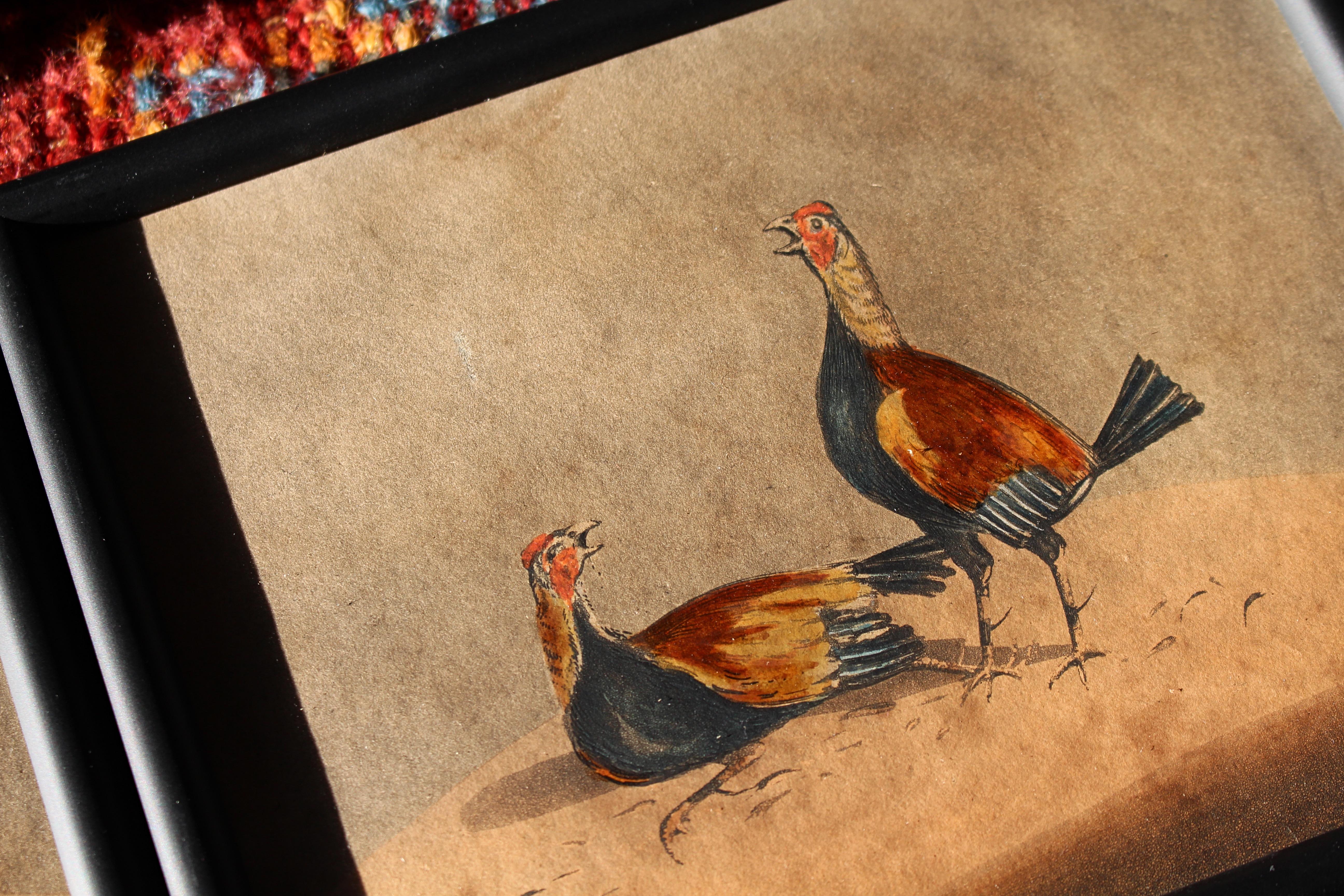 Early 19th Century Hand Coloured Cockfighting Scenes Sporting Taxidermy Hunting 1