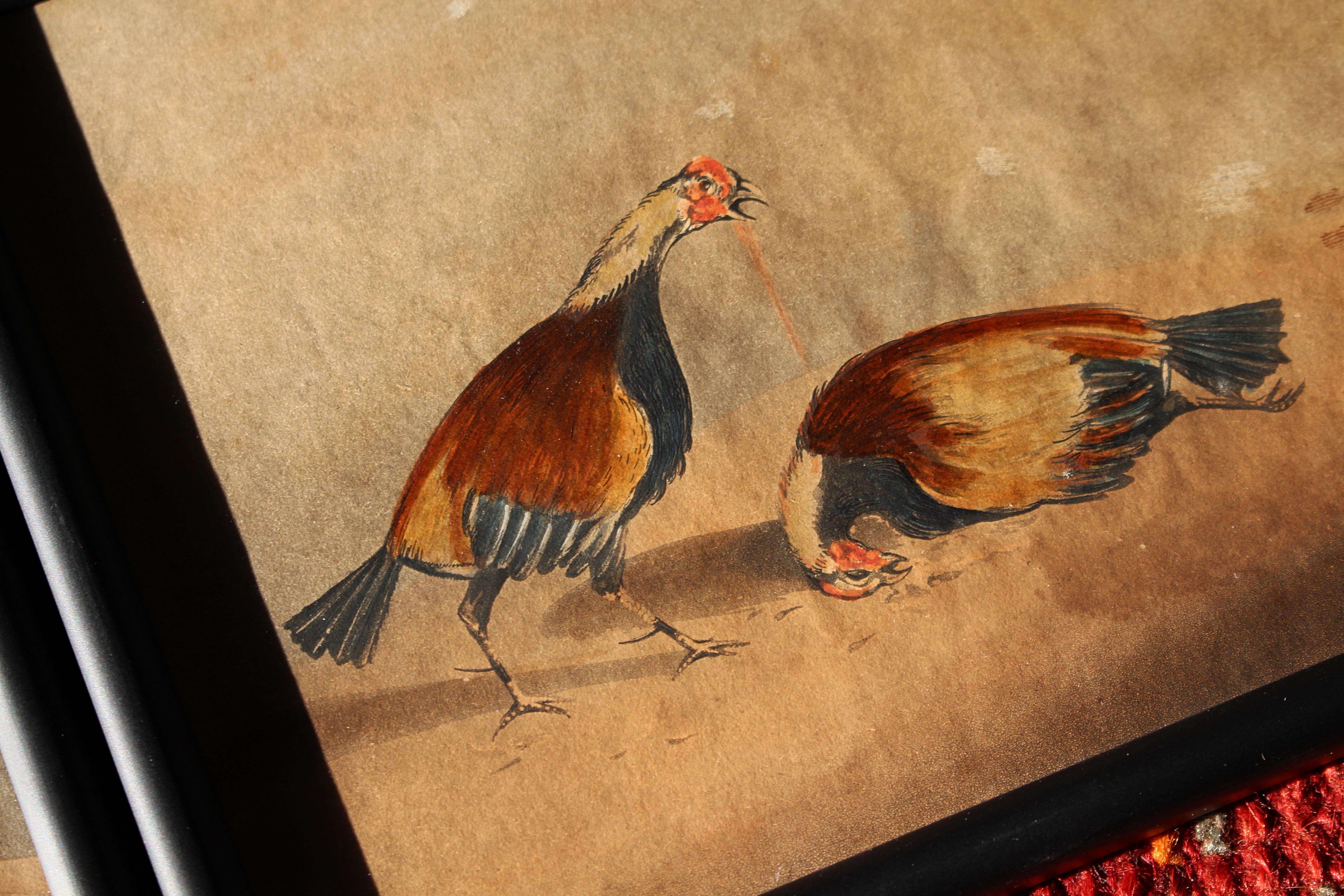 Early 19th Century Hand Coloured Cockfighting Scenes Sporting Taxidermy Hunting 2