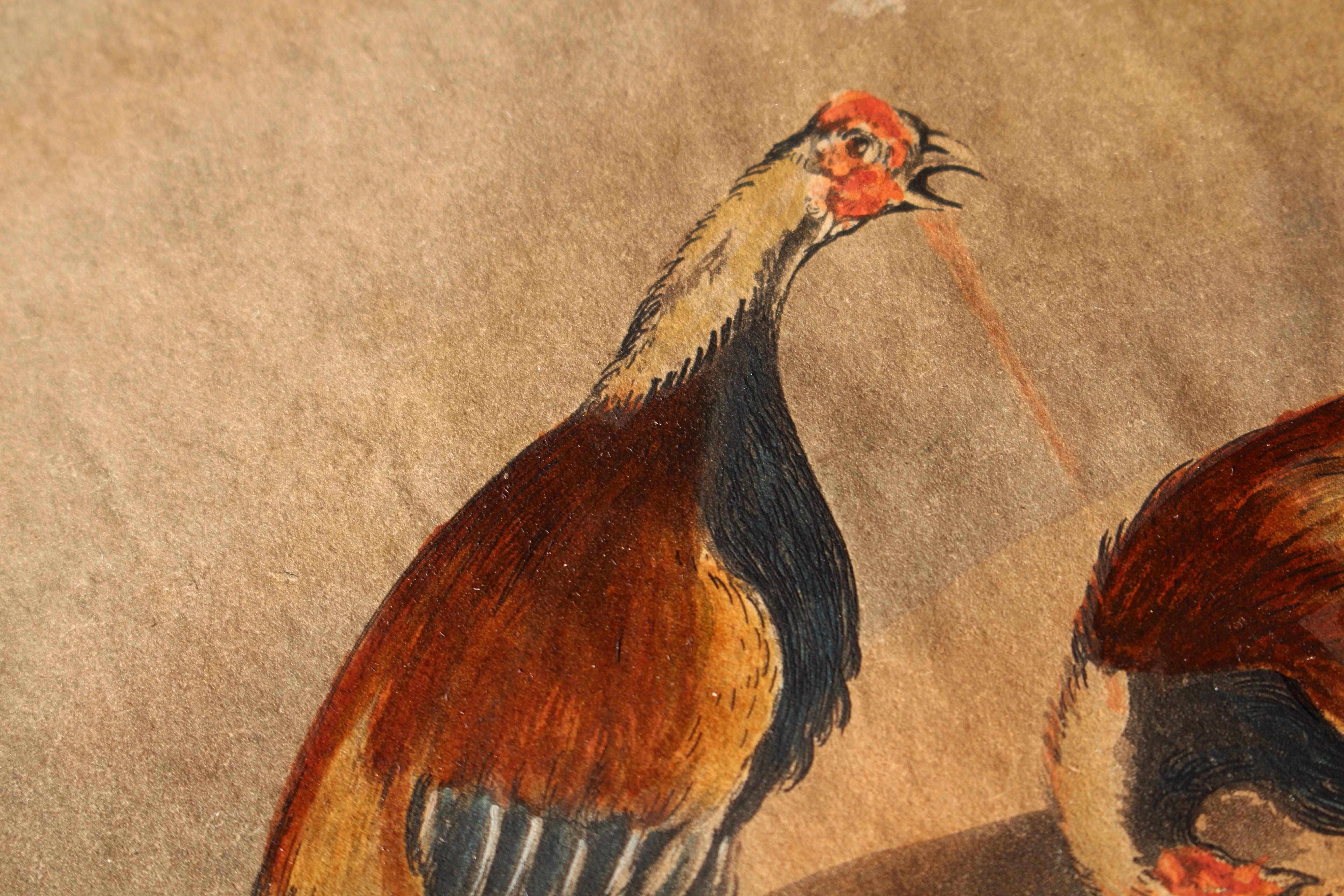 Early 19th Century Hand Coloured Cockfighting Scenes Sporting Taxidermy Hunting 3