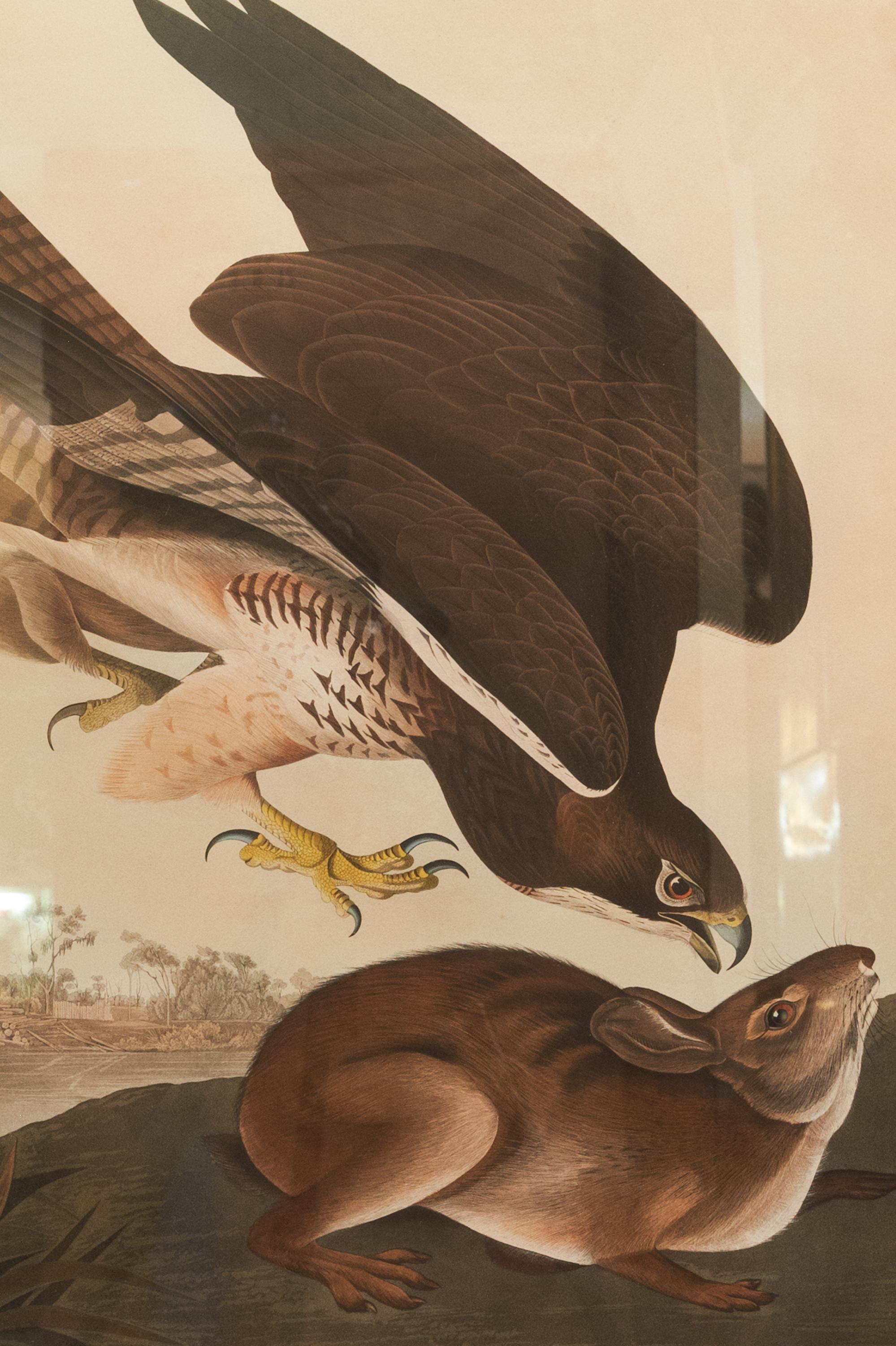 Early 19th Century Hawk and Rabbit Drawing by John James Audubon
Birds of America, Havell Edition, circa 1837
Plate 372: 