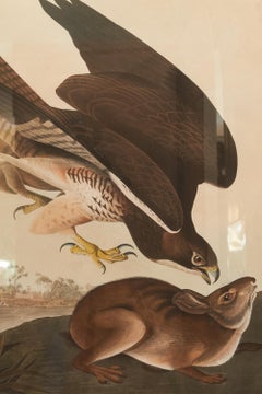 Early 19th Century Havell Edition Hawk and Rabbit Drawing by John James Audubon