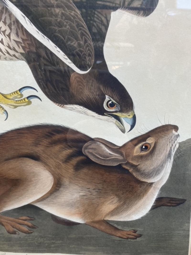 American Classical Early 19th Century Havell Edition Hawk and Rabbit Drawing by John James Audubon