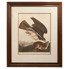 Early 19th Century Hawk and Rabbit Drawing by John James Audubon