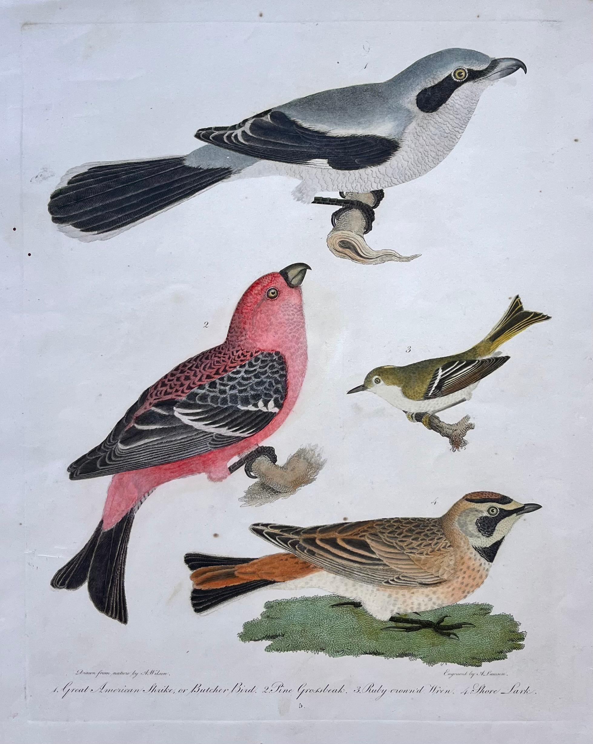 1. Great American Shrike, or Butcher Bird. 2. Pine Grosbeak. 3. Ruby-crowned Wren. 4. Shore Lark.

Subscript: Lower Left: Drawn from Nature by A. Wilson.; Lower Center: 5.; Lower Right: Engraved by A. Lauson 

Artist: Alexander Wilson

Engraver: A.