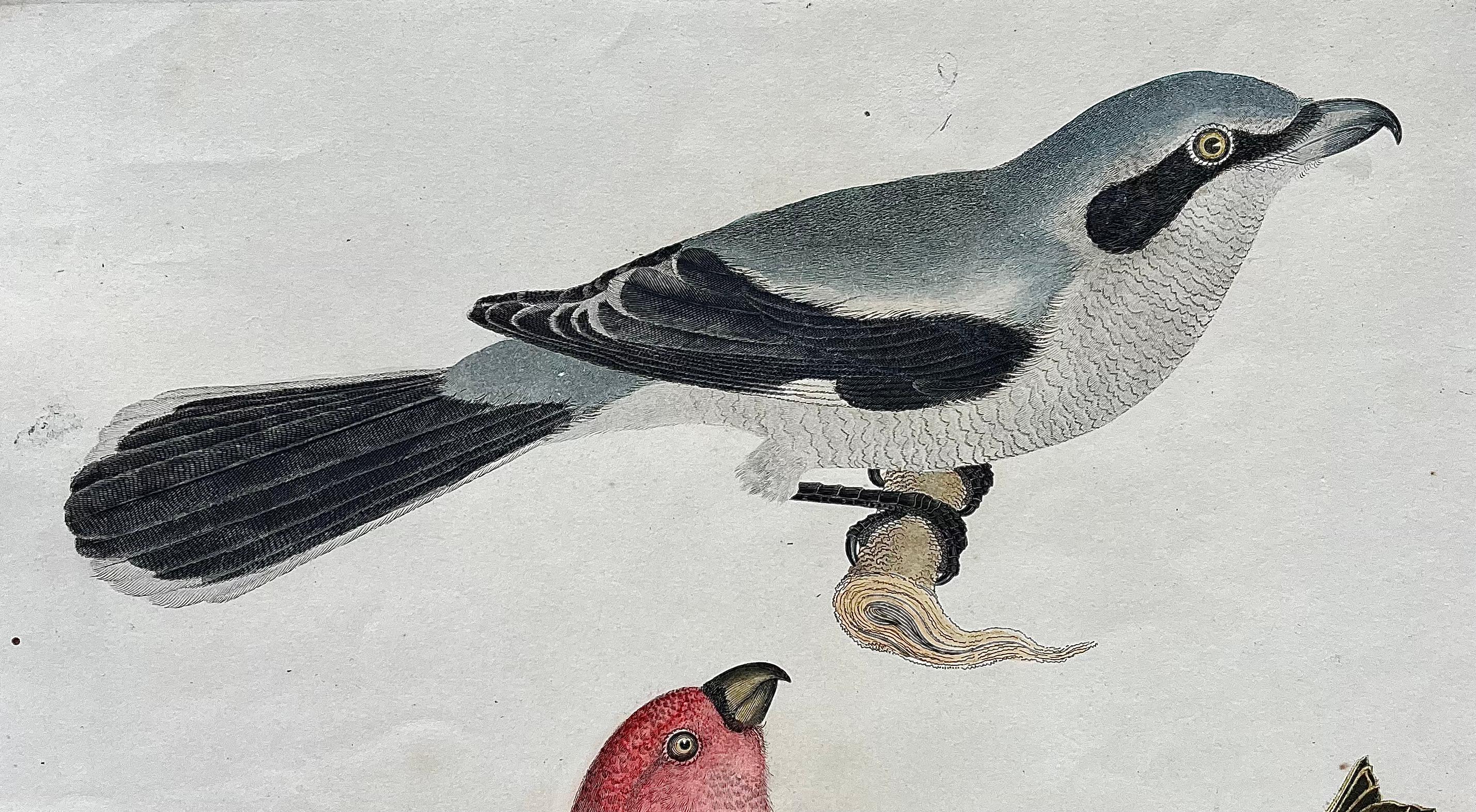 British Early 19th Century Original Alexander Wilson Print of American Ornithology For Sale