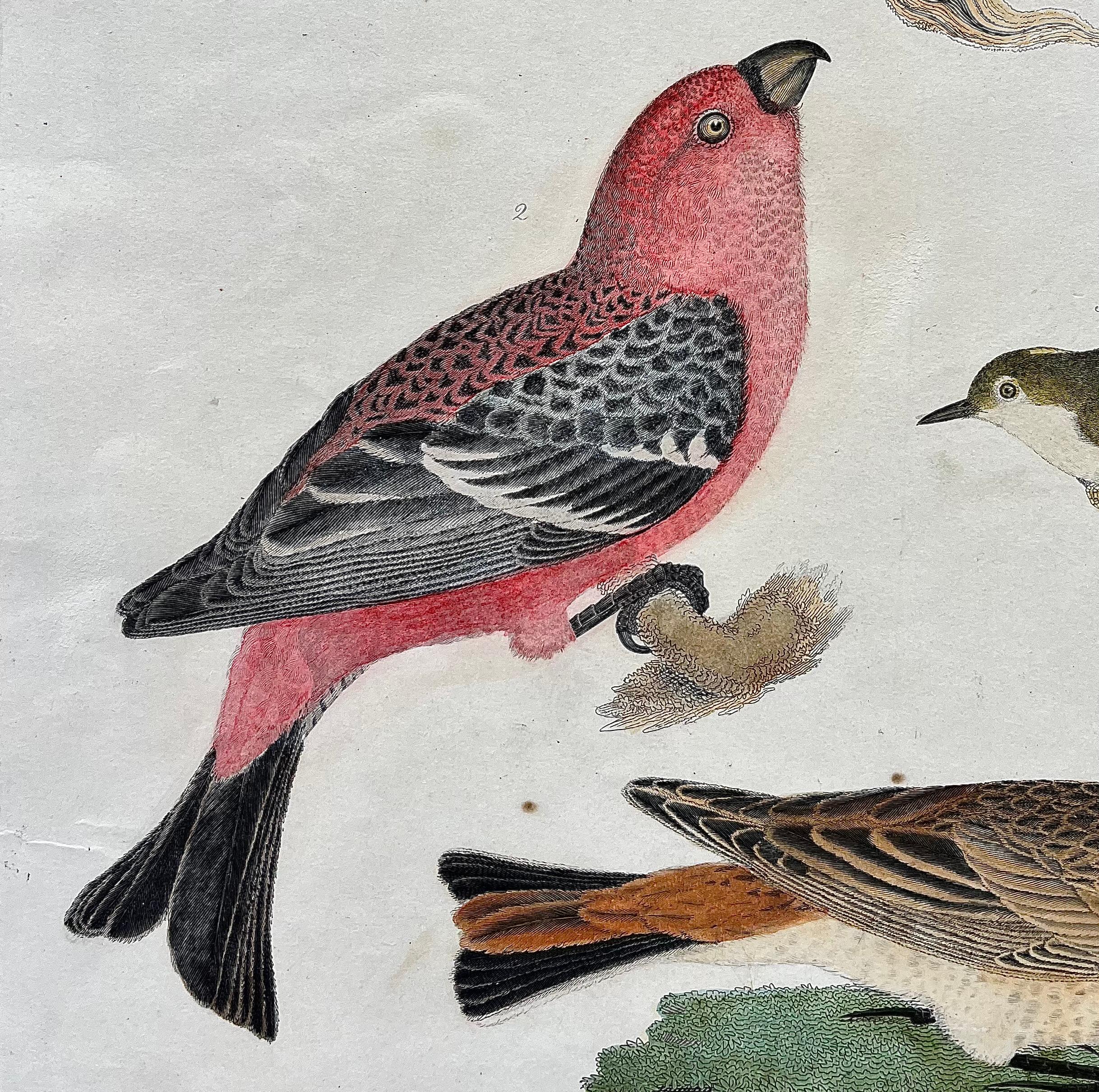 Engraved Early 19th Century Original Alexander Wilson Print of American Ornithology For Sale