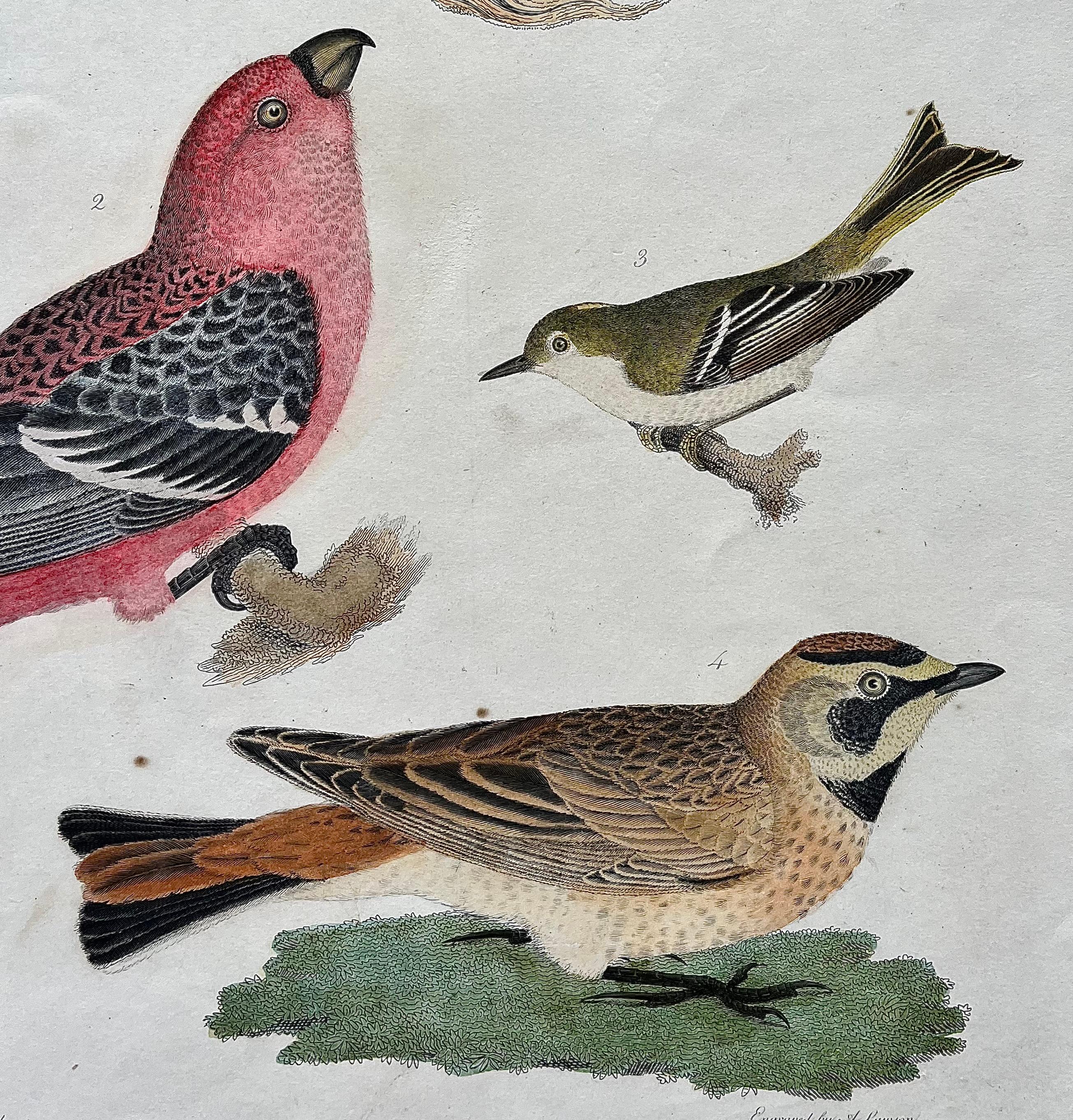 Early 19th Century Original Alexander Wilson Print of American Ornithology In Good Condition For Sale In Montréal, CA