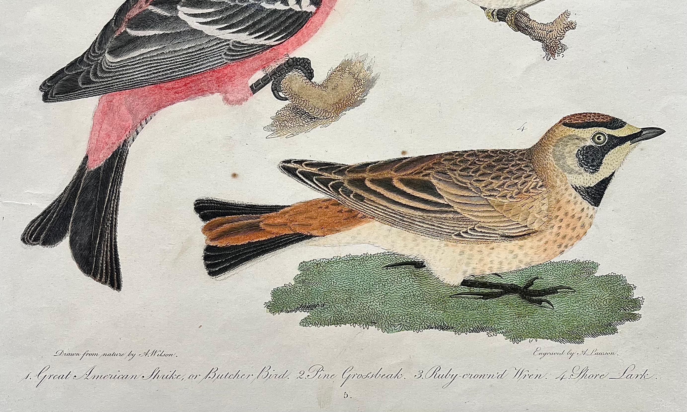 Paper Early 19th Century Original Alexander Wilson Print of American Ornithology For Sale