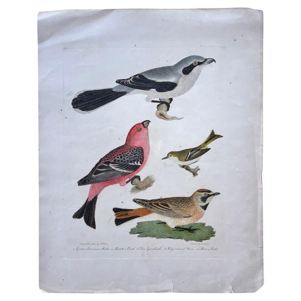 Early 19th Century Original Alexander Wilson Print of American Ornithology For Sale
