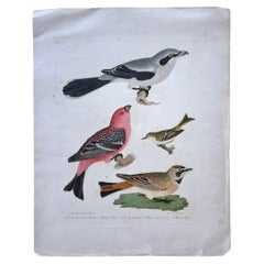 Originaler Alexander Wilson-Druck der amerikanischen Ornithologie aus dem frühen 19. Jahrhundert