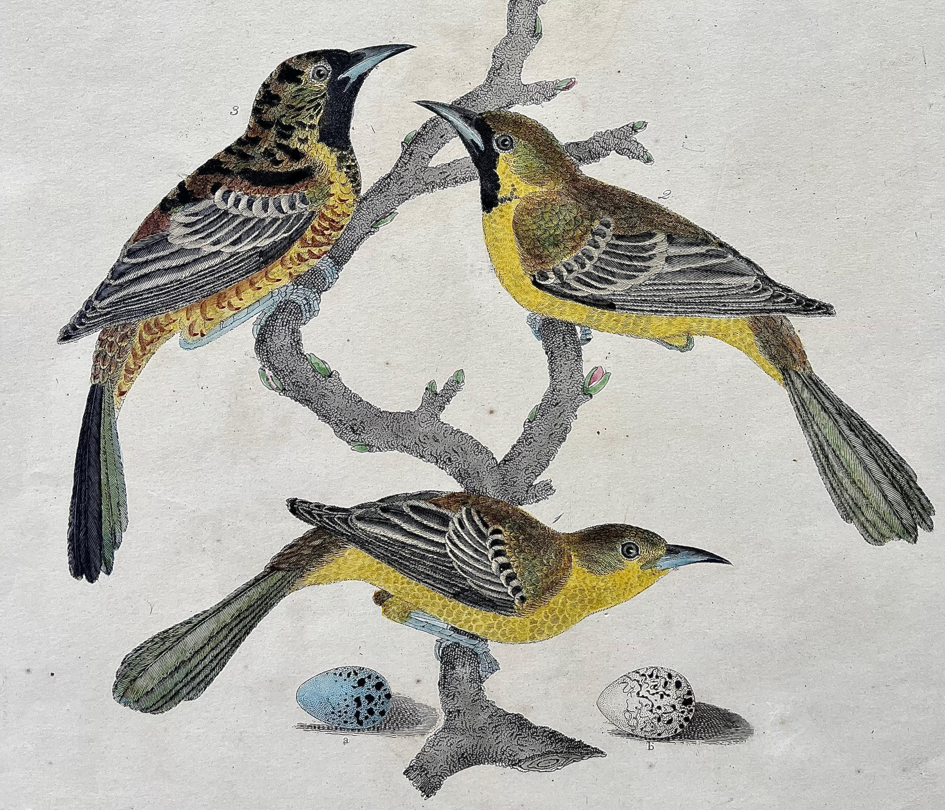 British Early 19th Century Print of Orioles by Alexander Wilson of American Ornithology For Sale