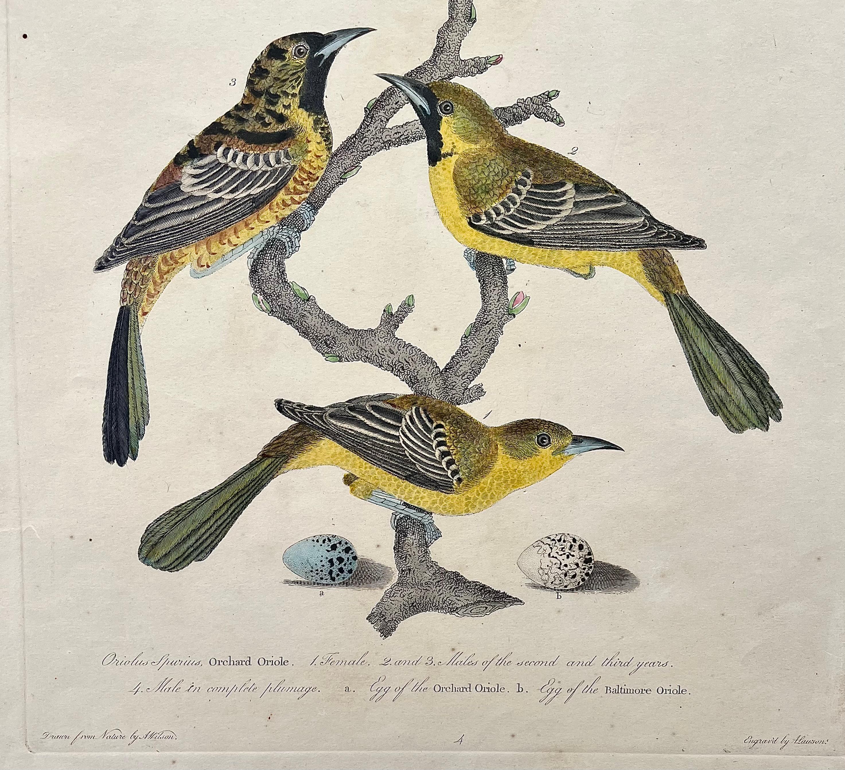 Engraved Early 19th Century Print of Orioles by Alexander Wilson of American Ornithology For Sale