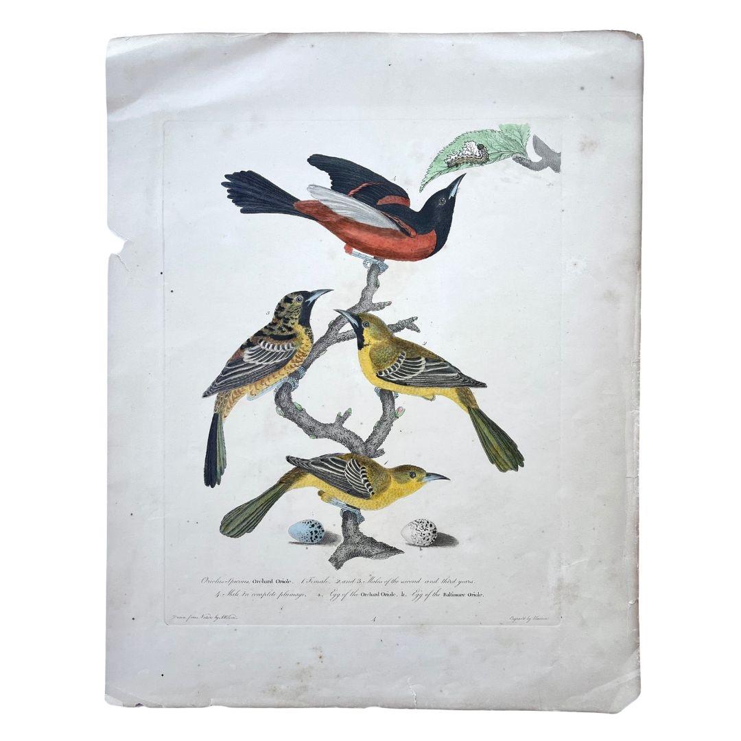 Early 19th Century Print of Orioles by Alexander Wilson of American Ornithology For Sale 1