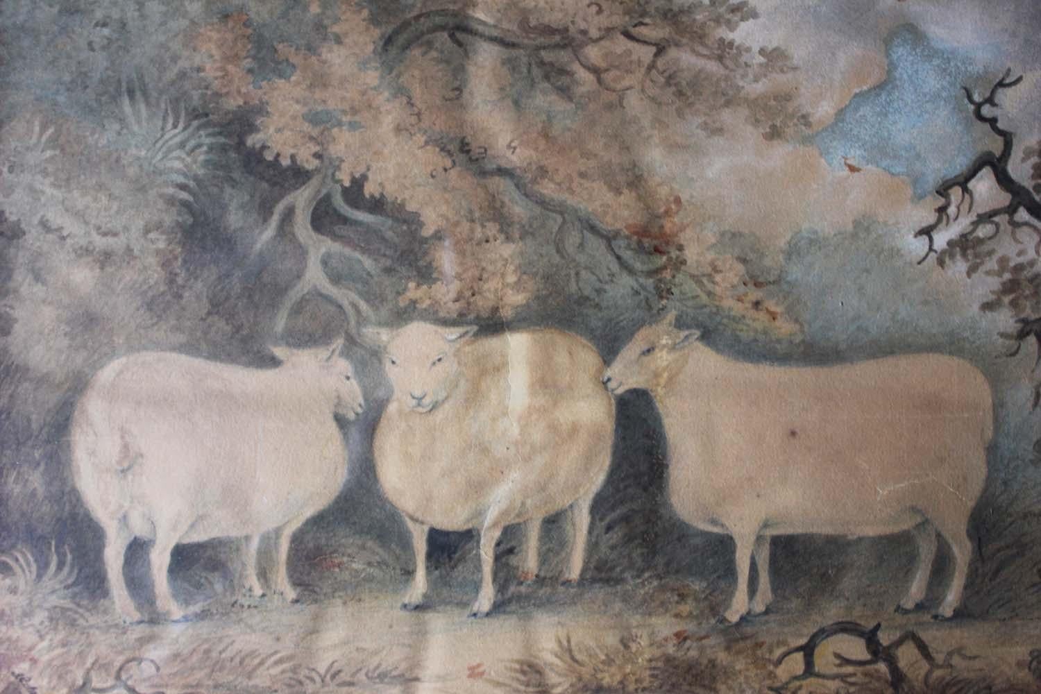 English Early 19th Century Naïve School Watercolour of Three Prize Sheep, circa 1812