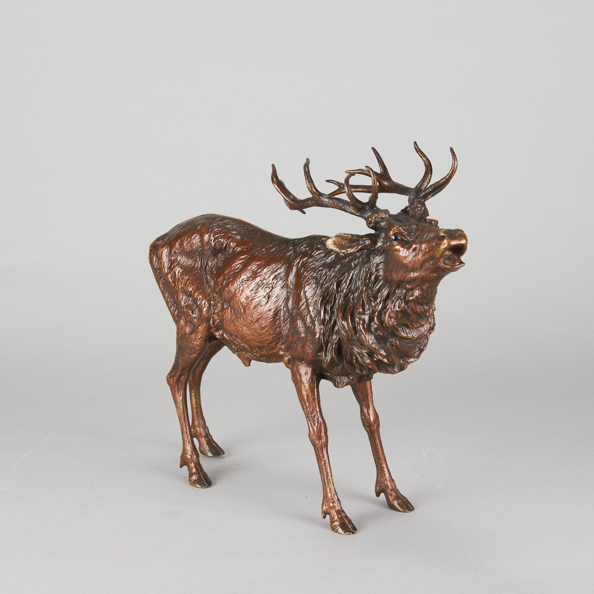 Impressive large early 20th Century Austrian bronze study of a stag with outstretched neck as he is 'calling' to dominate his ground. The surface of the bronze with rich cold painted colours and very fine hand finished detail, signed with the