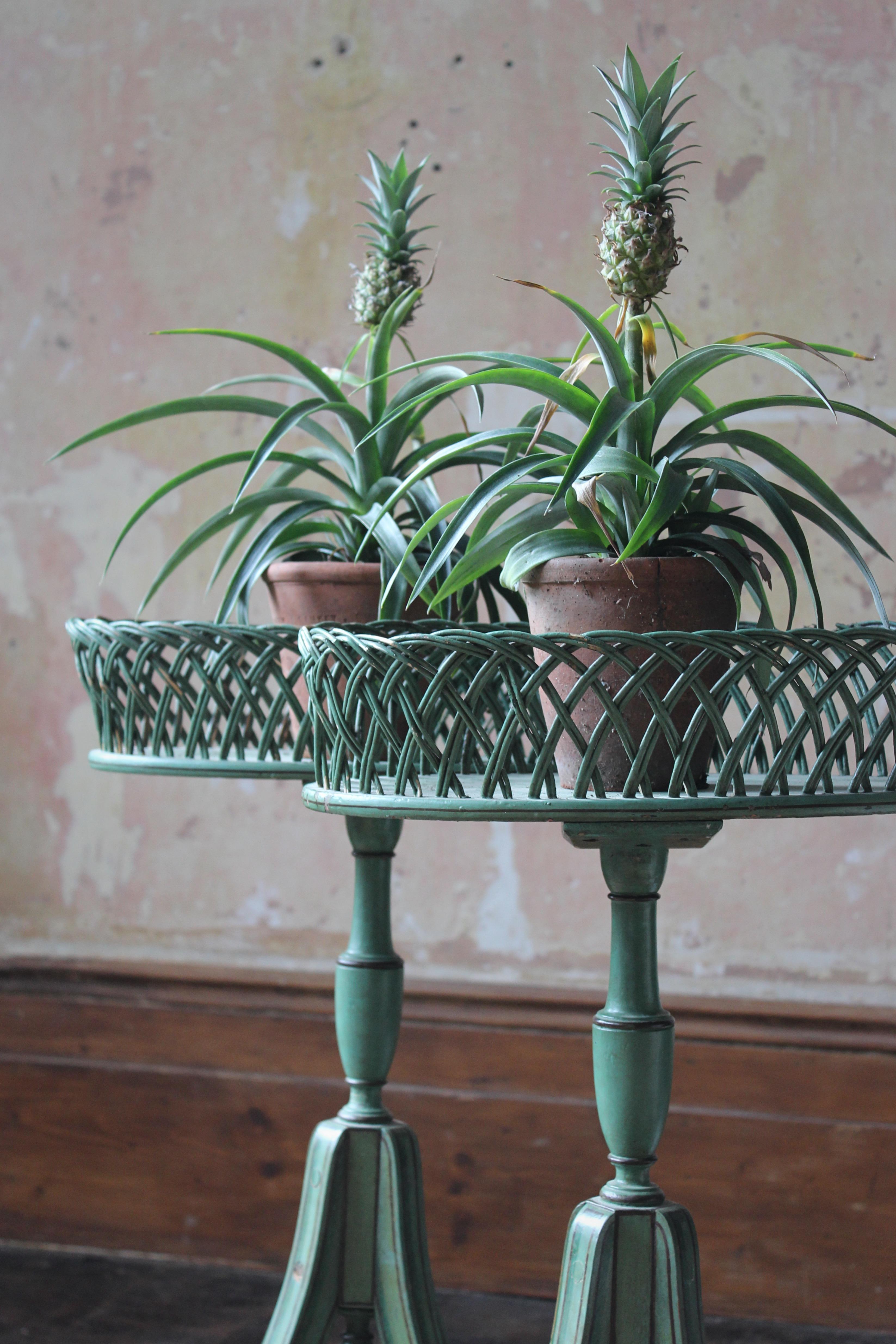 Early 20th C Pair of Regency Style Mist Green Pine & Wicker Jardinieres Planters For Sale 10