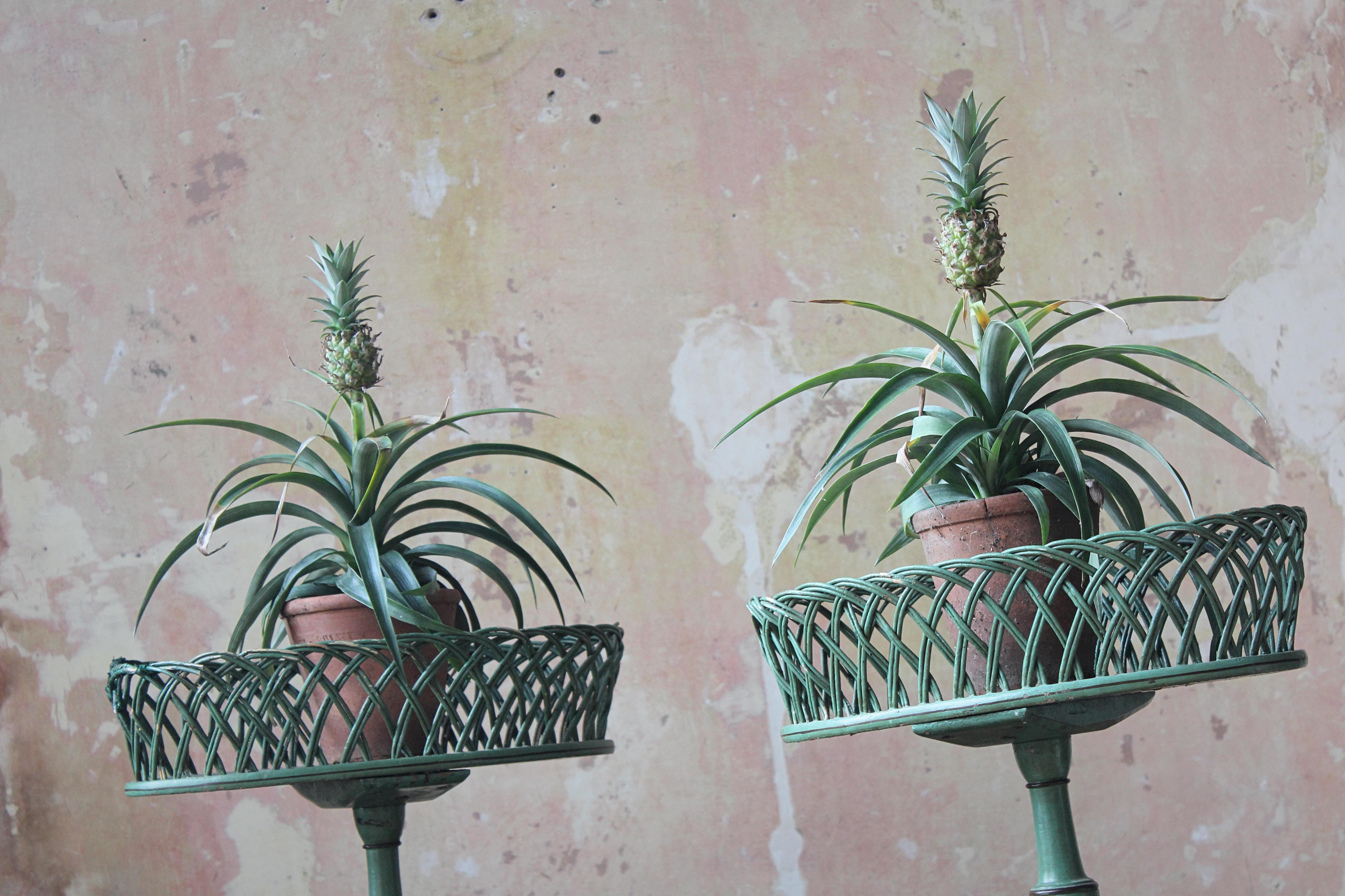 English Early 20th C Pair of Regency Style Mist Green Pine & Wicker Jardinieres Planters For Sale