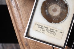 Early 20th C Pair Transverse Section's of Fossil Sponges Natural History Curio