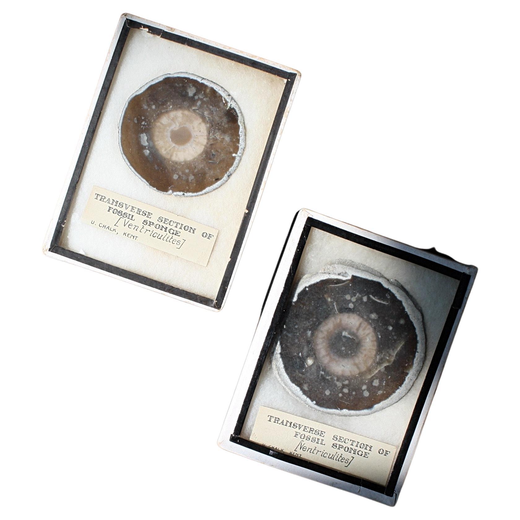 Early 20th C Pair Transverse Section's of Fossil Sponges Natural History Curio For Sale