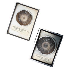 Early 20th C Pair Transverse Section's of Fossil Sponges Natural History Curio