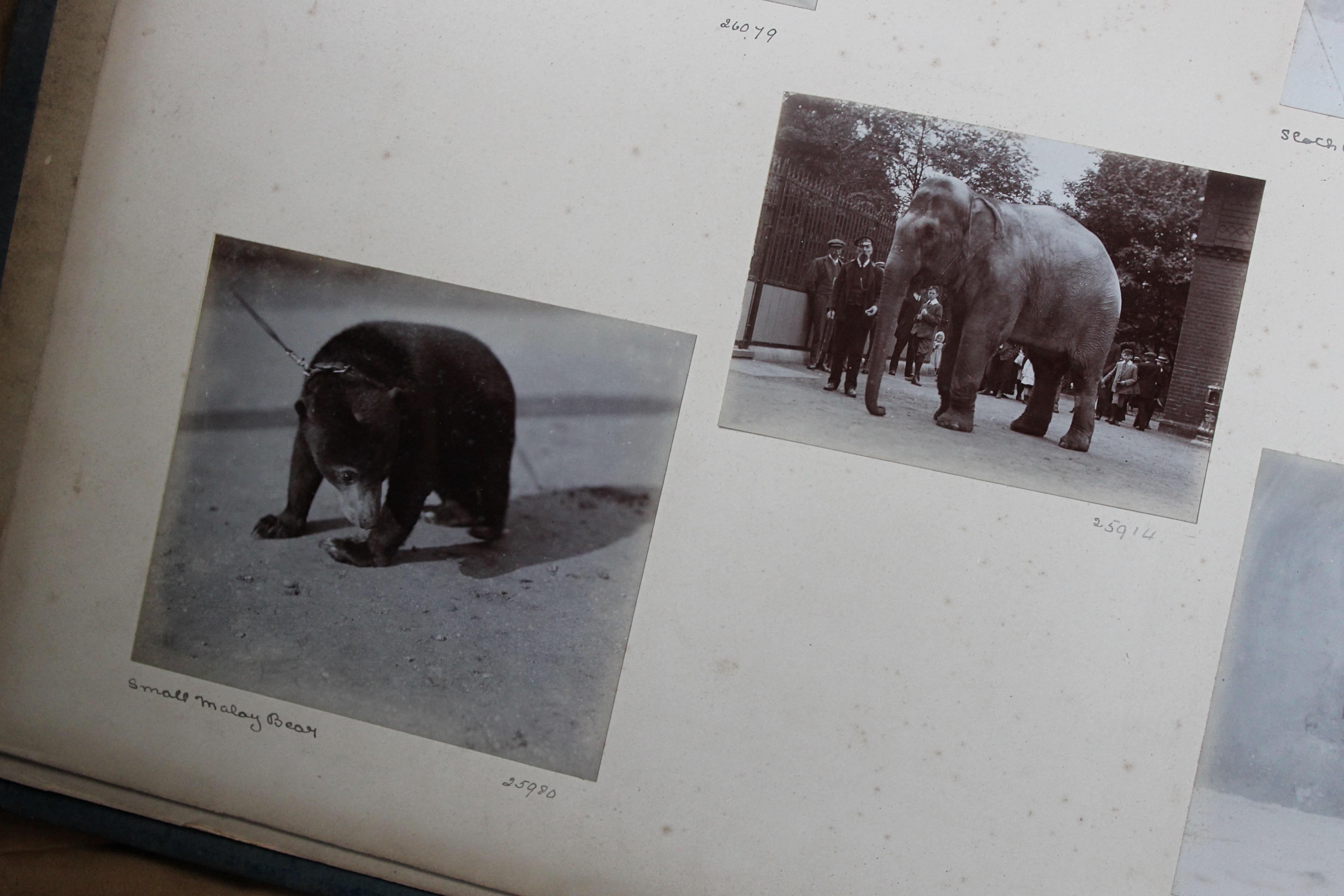Early 20th C Photograph Album Artist Frederick Thomas Daws London Zoo Taxidermy 4