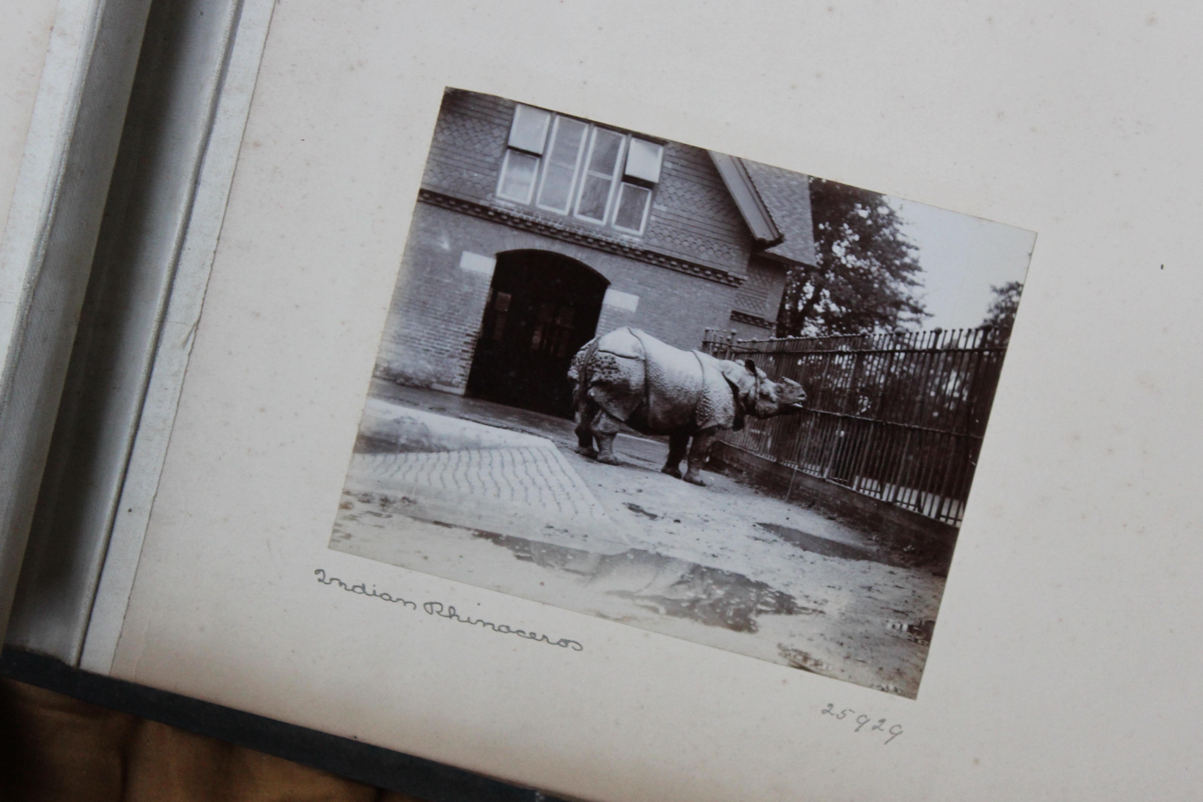 Early 20th C Photograph Album Artist Frederick Thomas Daws London Zoo Taxidermy 6