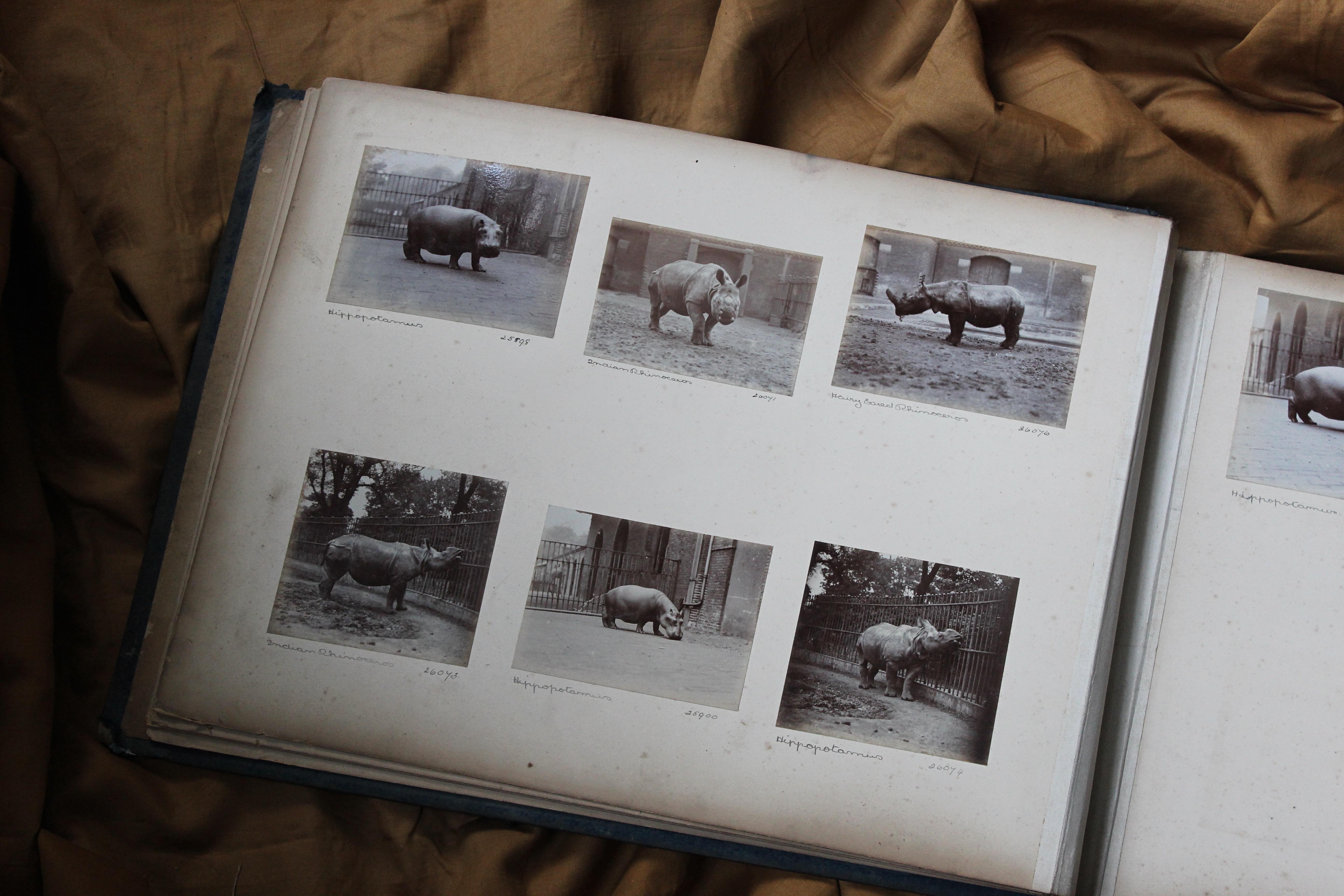 Early 20th C Photograph Album Artist Frederick Thomas Daws London Zoo Taxidermy 7