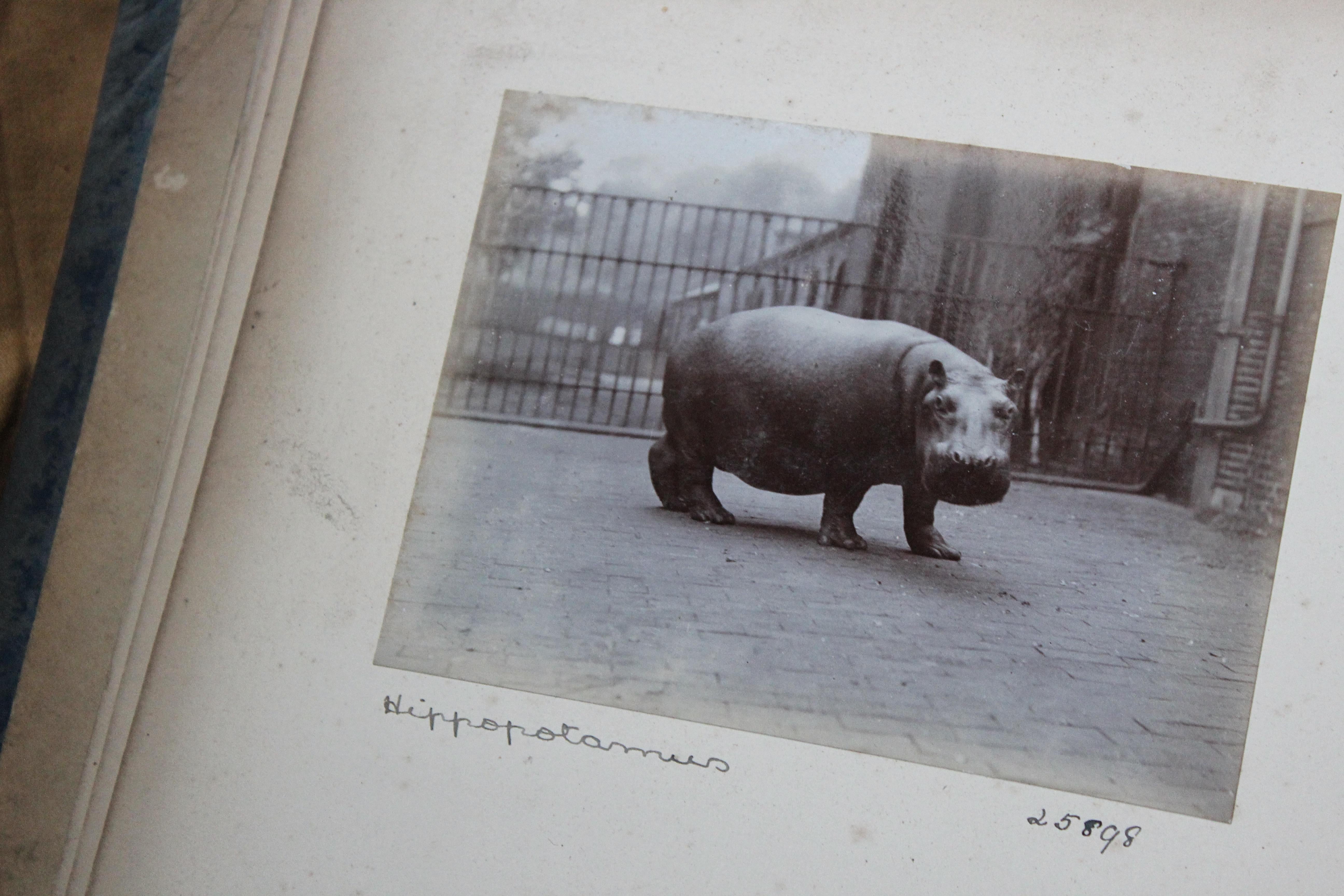 Early 20th C Photograph Album Artist Frederick Thomas Daws London Zoo Taxidermy 8