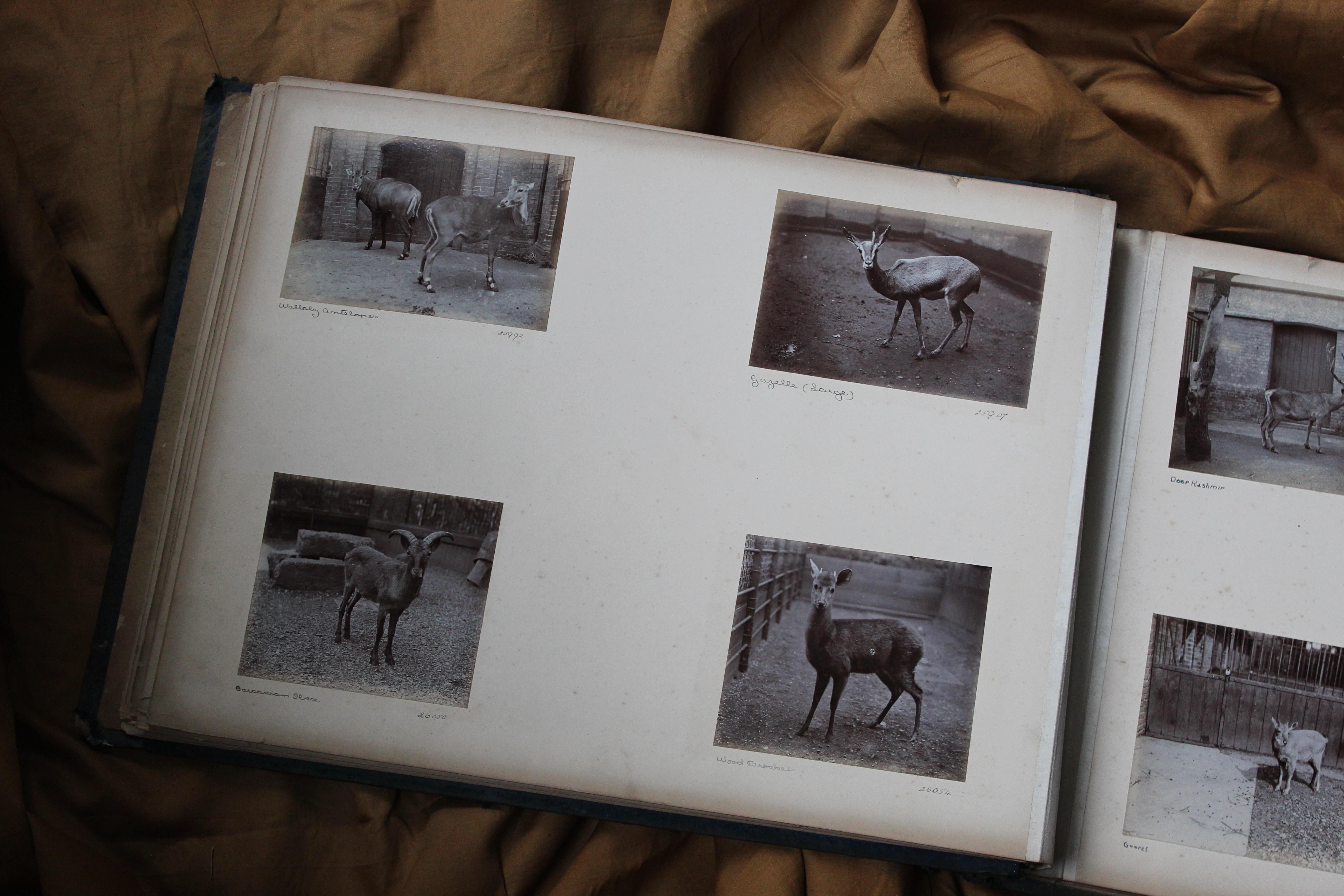 Early 20th C Photograph Album Artist Frederick Thomas Daws London Zoo Taxidermy 10