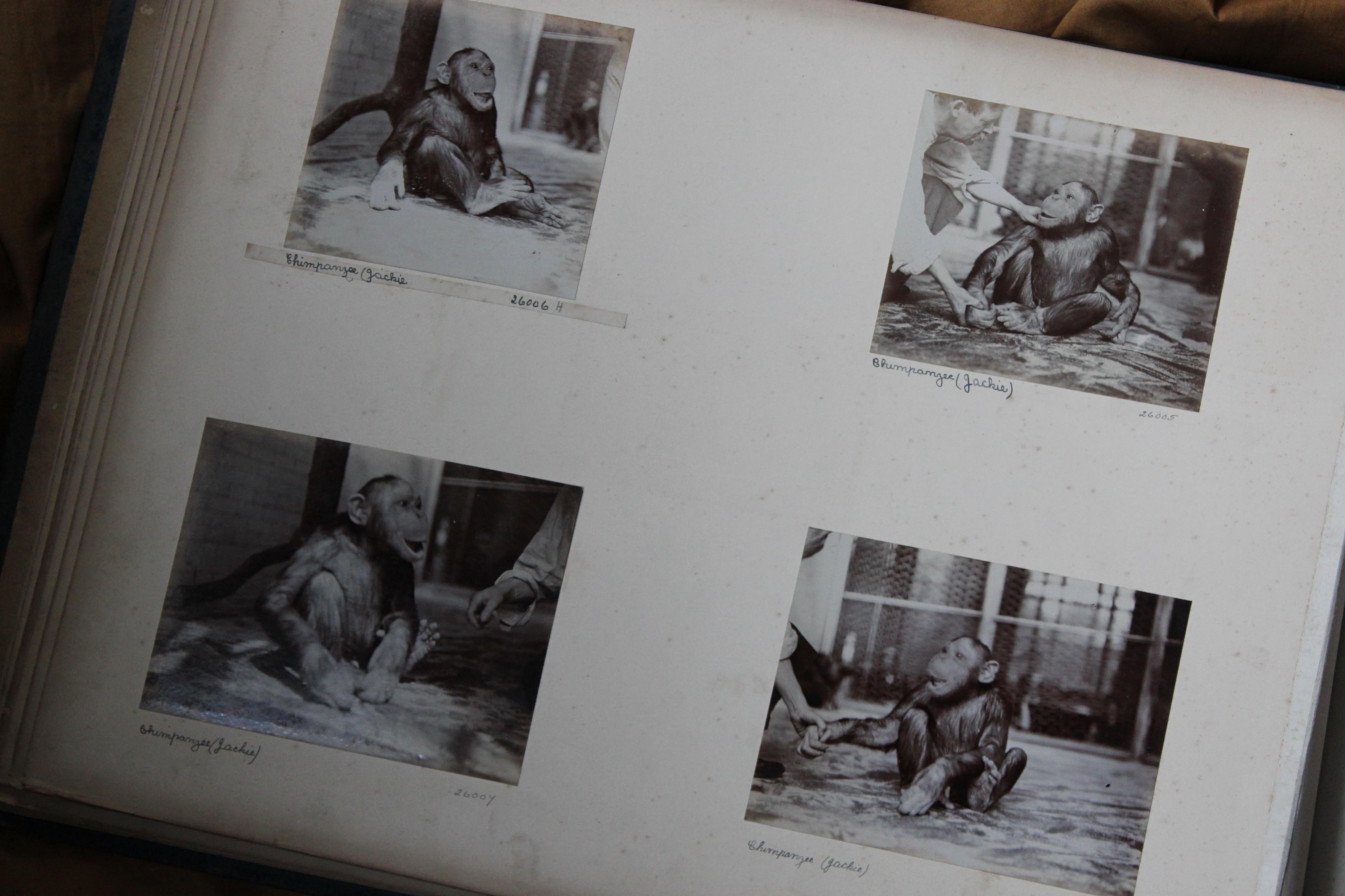 Early 20th C Photograph Album Artist Frederick Thomas Daws London Zoo Taxidermy 13