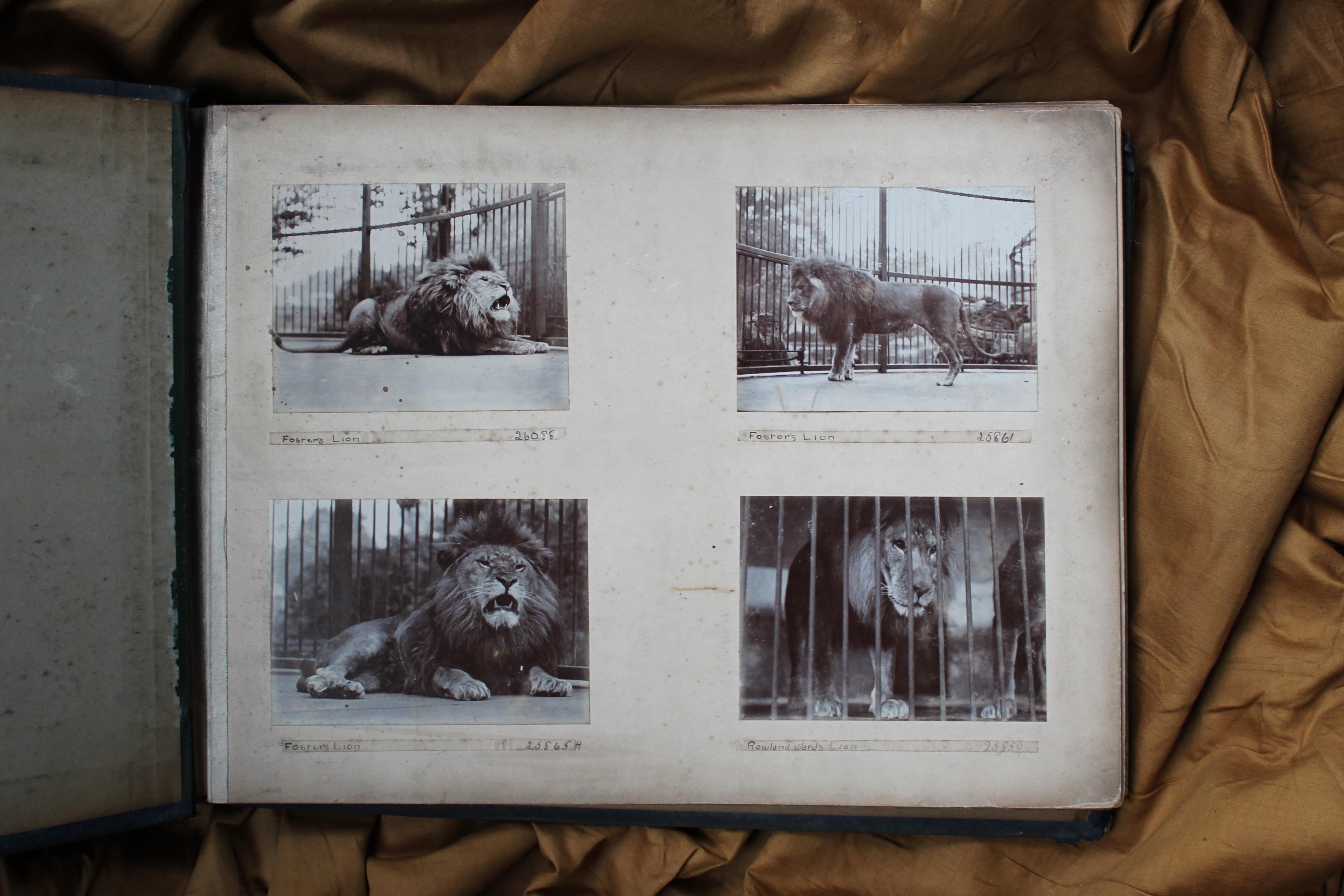 English Early 20th C Photograph Album Artist Frederick Thomas Daws London Zoo Taxidermy