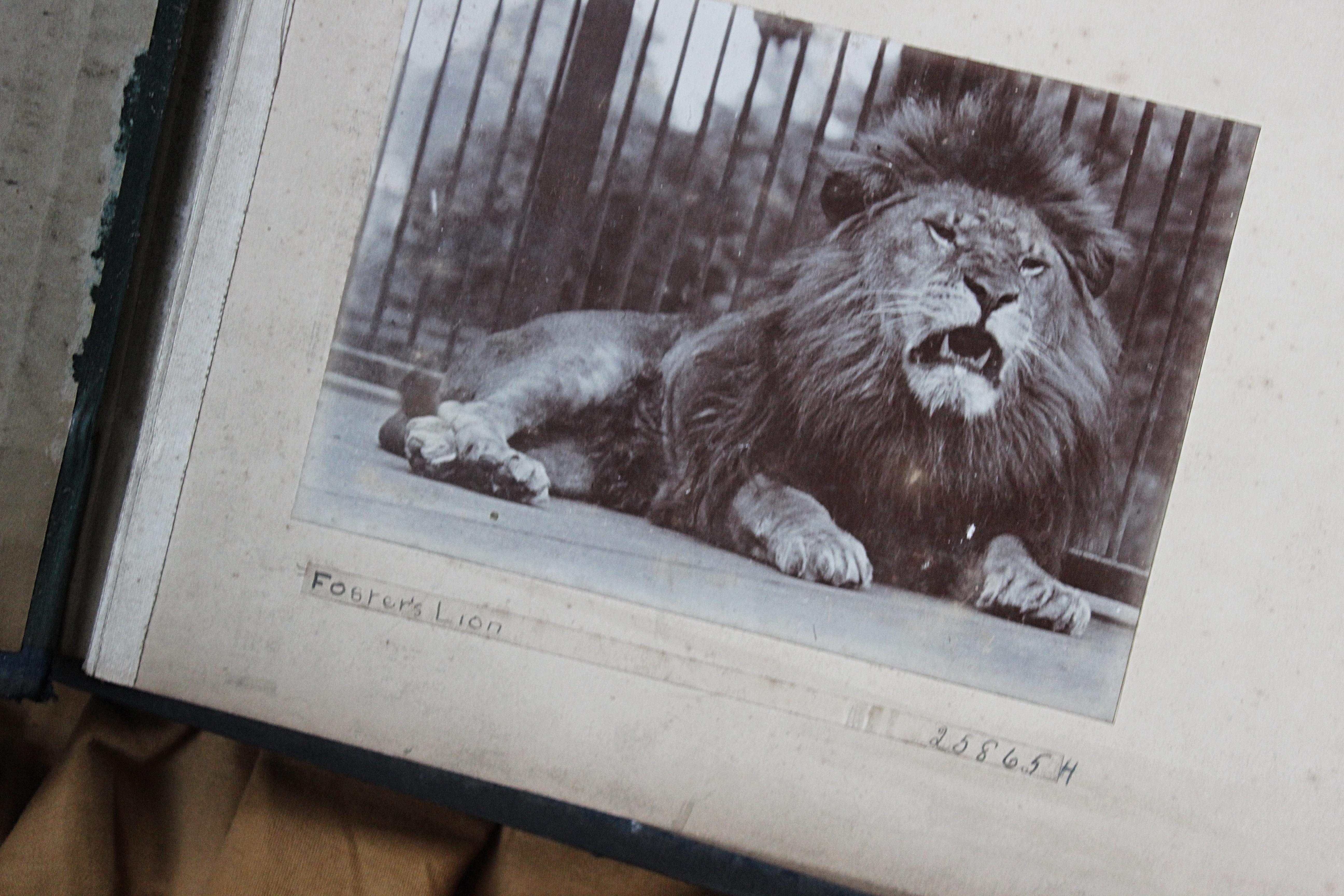 Early 20th C Photograph Album Artist Frederick Thomas Daws London Zoo Taxidermy In Good Condition In Lowestoft, GB