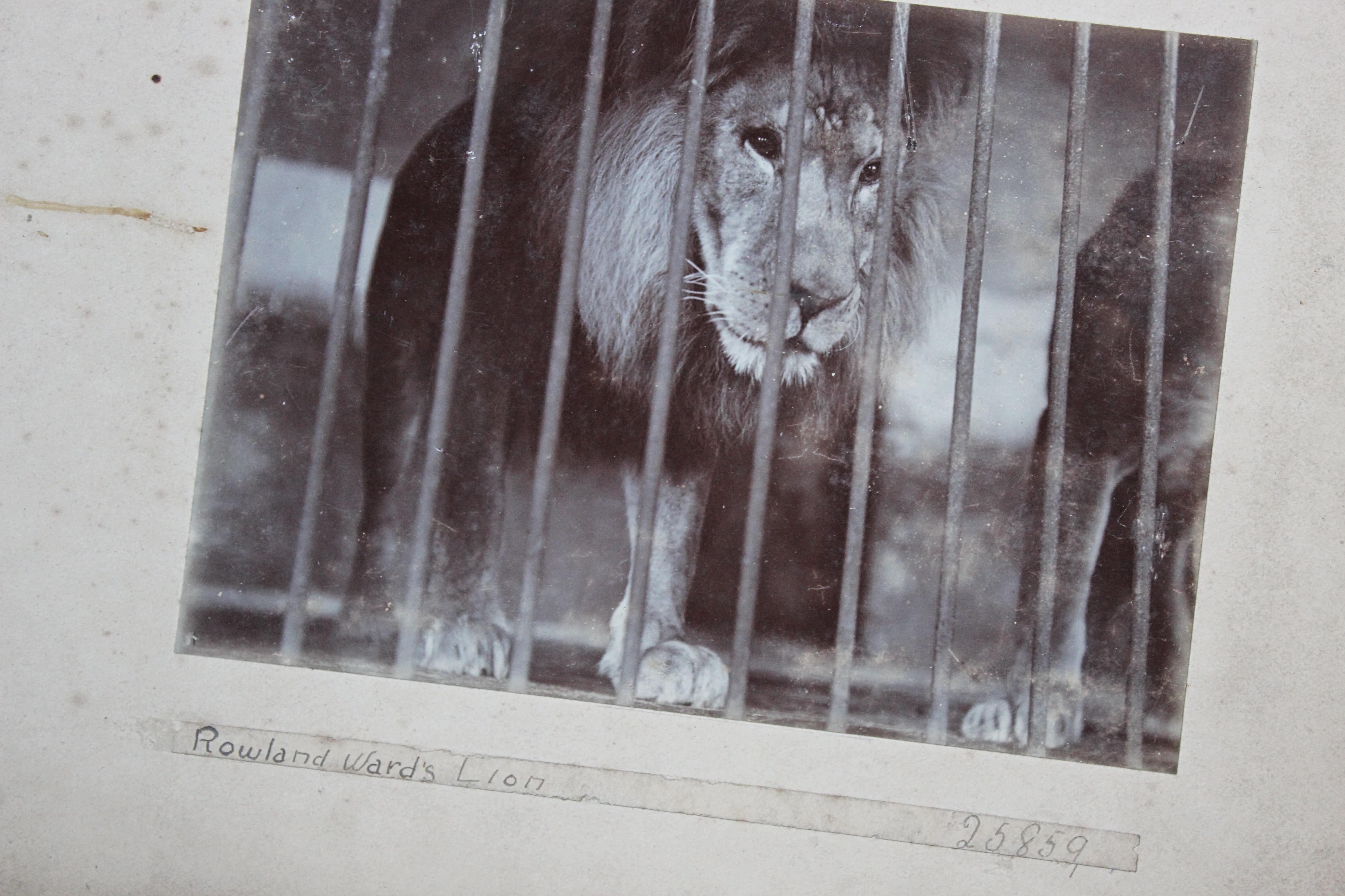 20th Century Early 20th C Photograph Album Artist Frederick Thomas Daws London Zoo Taxidermy