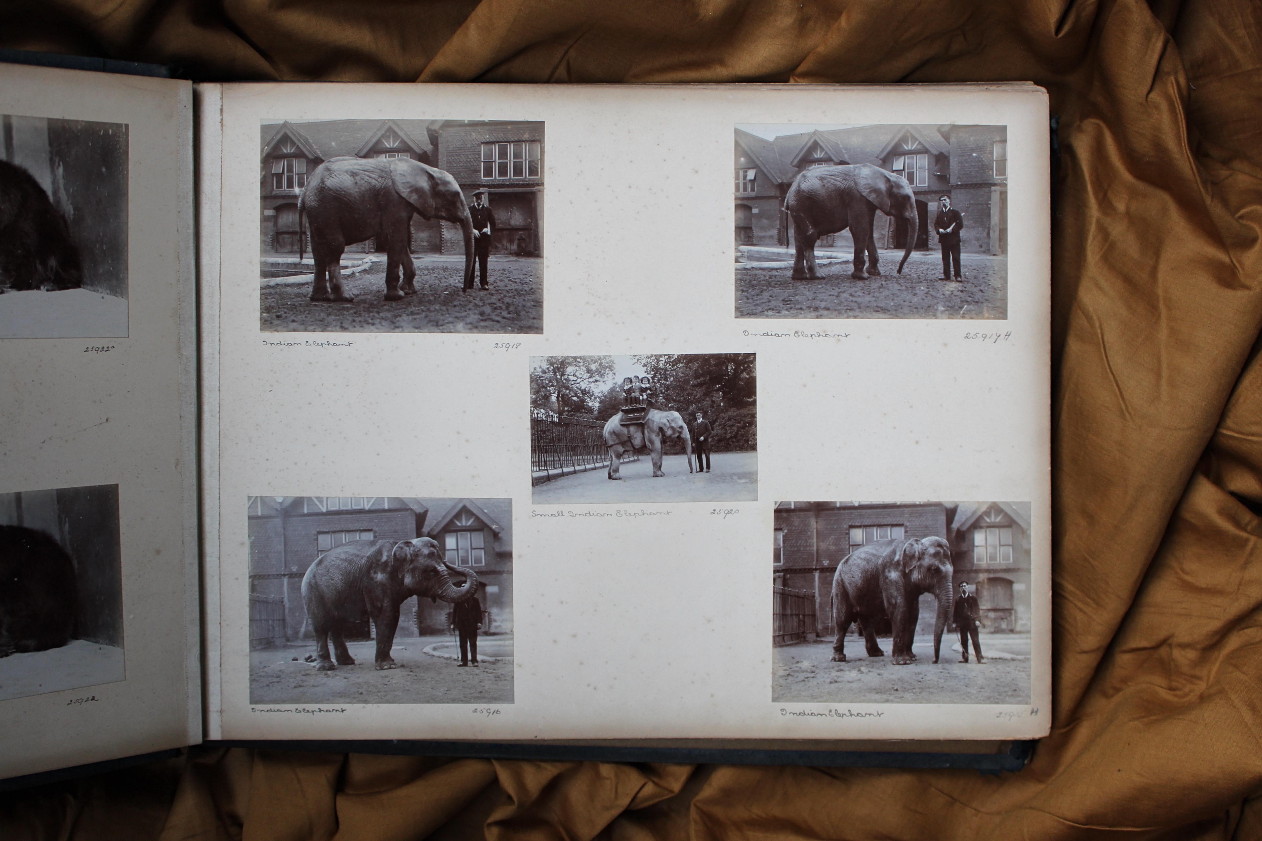 Paper Early 20th C Photograph Album Artist Frederick Thomas Daws London Zoo Taxidermy