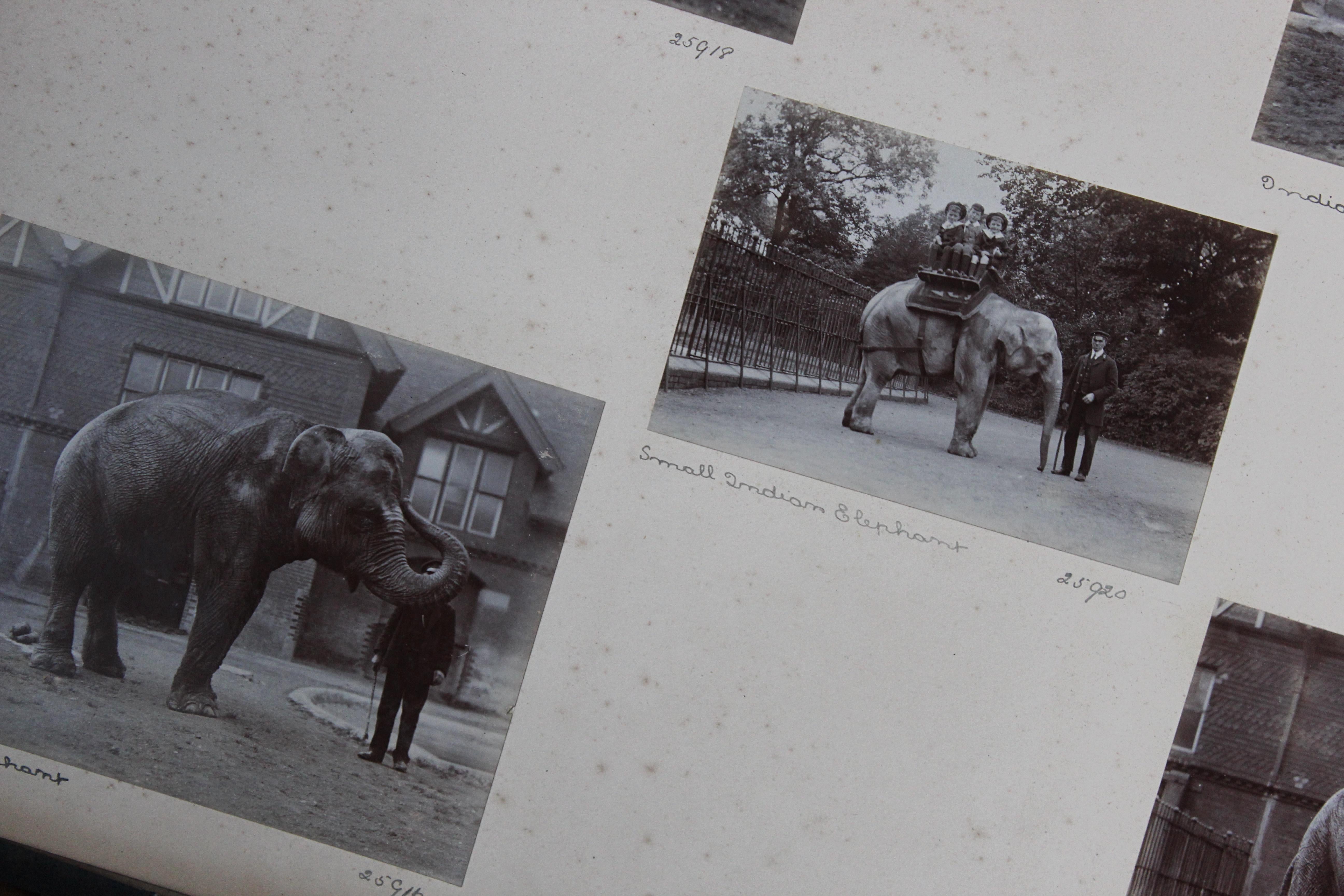 Early 20th C Photograph Album Artist Frederick Thomas Daws London Zoo Taxidermy 1