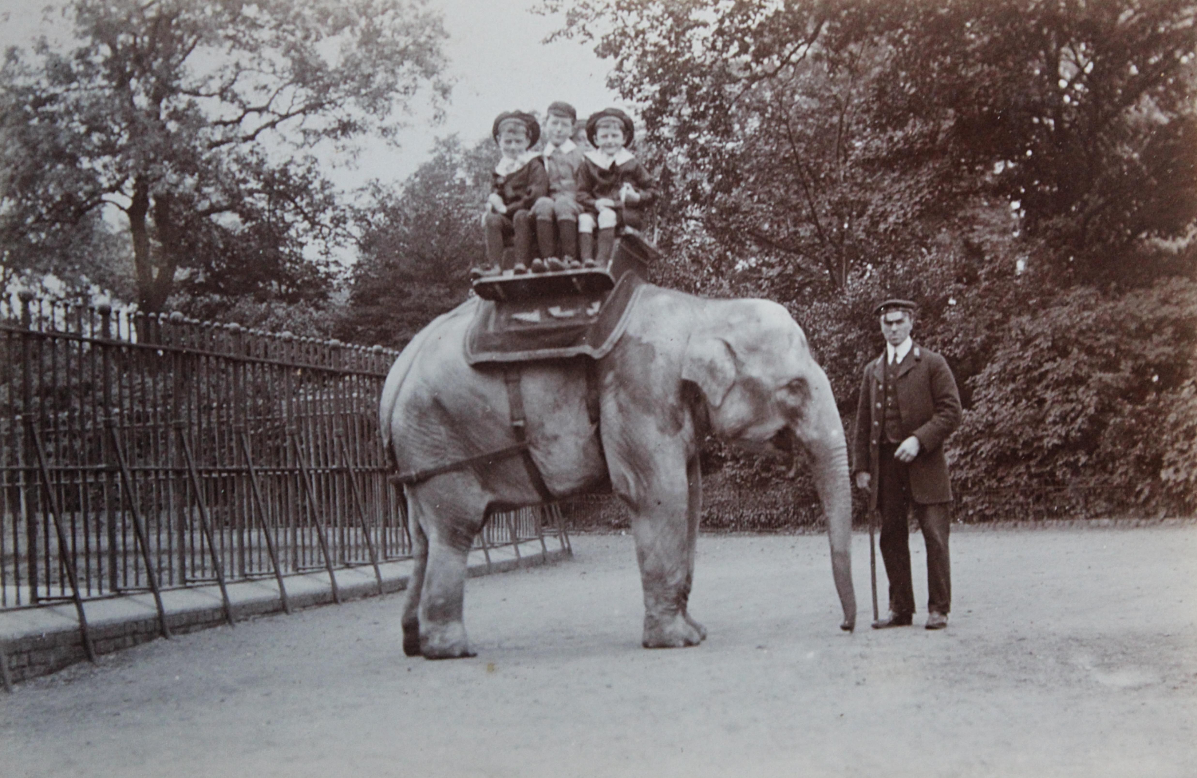 Early 20th C Photograph Album Artist Frederick Thomas Daws London Zoo Taxidermy 2