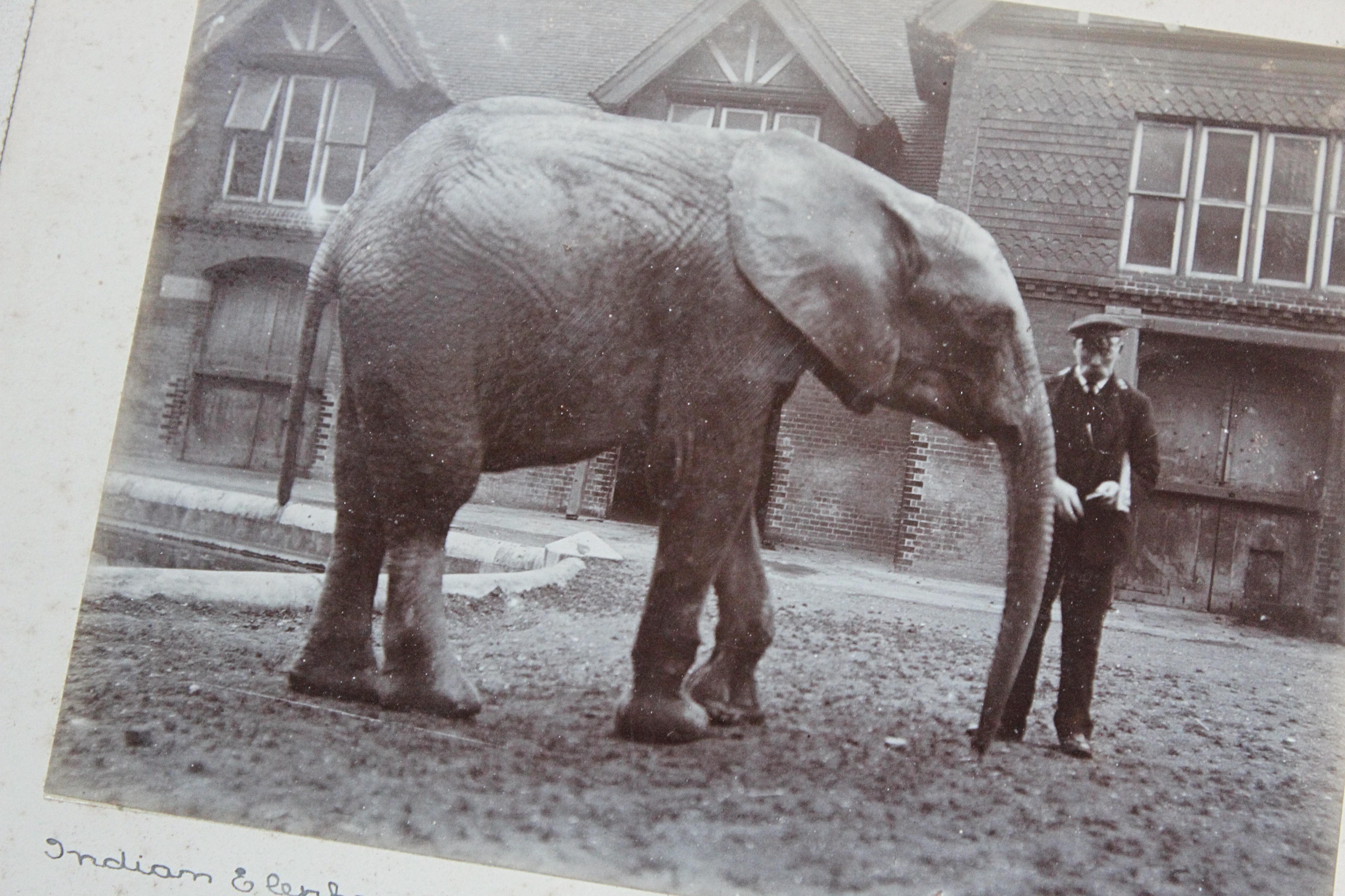 Early 20th C Photograph Album Artist Frederick Thomas Daws London Zoo Taxidermy 3