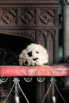 Early 20th C Polypore Shelf Fungi Natural History Nepalese Fog Eater Mask