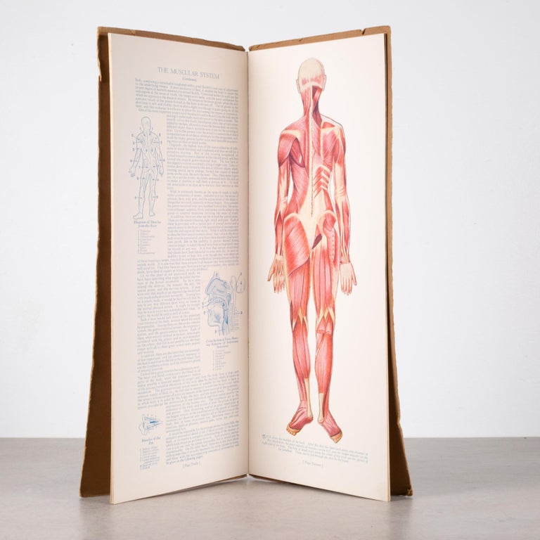 Early 20th c. "Portfolio of Anatomical Manikins" Book c.1932 For Sale