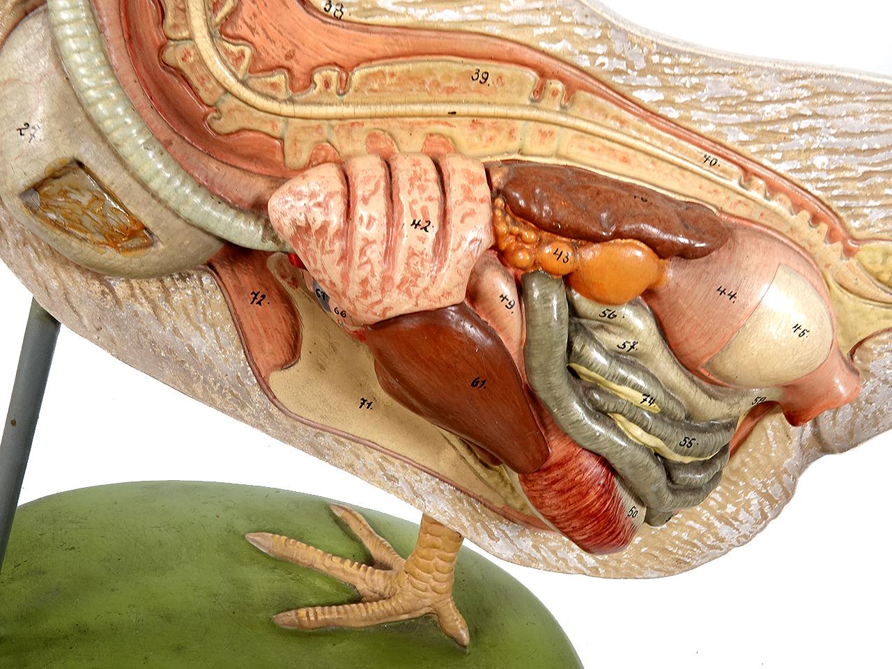 Industriel Modèle anatomique d'une poule du début du 20e siècle en vente